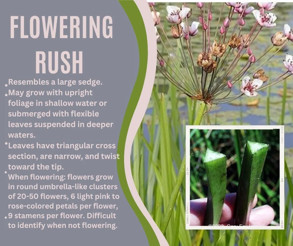 Flowering rush is known to displace native vegetation and dominate aquatic environments by forming dense monocultures, leading to reduced biodiversity and major alterations to fish and wildlife habitat
This species can cause increases in nutrient lev