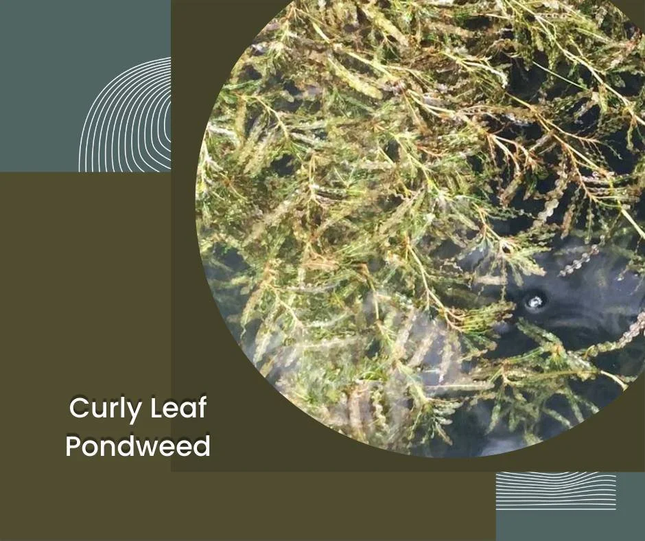 As ice melts and water temperatures begin to warm, curly-leaf pondweed is one of the first aquatic invasive plants to appear in Michigan lakes and rivers.

Curly-leaf pondweed grows earlier in the season than most native aquatic plants, allowing it t