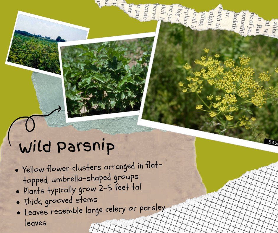 Wild parsnip is an invasive plant commonly found along roadsides, trails, ditches, and open fields, especially in areas that receive full sunlight. This species spreads quickly and crowds out native plants, reducing habitat quality and plant diversit