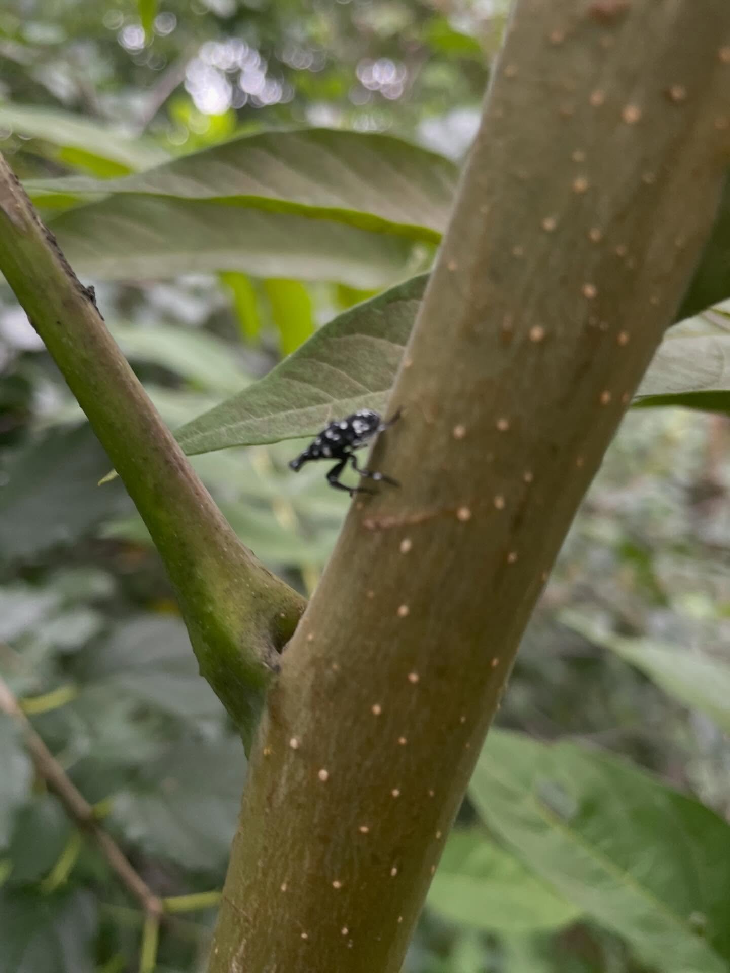 As we move into spring, spotted lanternflies will begin emerging from their overwintering egg masses, making this an important time to start watching for their earliest life stages.
The Spotted lanternfly is an invasive insect that develops through s