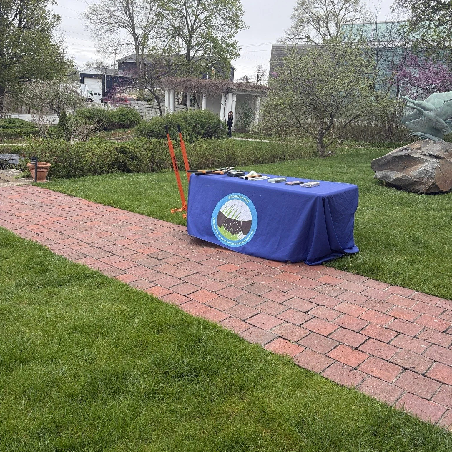 This past Saturday, I had the pleasure of assisting the garden director of the @saginawartmuseum  in tackling Tree-of-Heaven removal in the museum garden. 

We had an amazing group of volunteers who worked incredibly hard and brought great energy to 