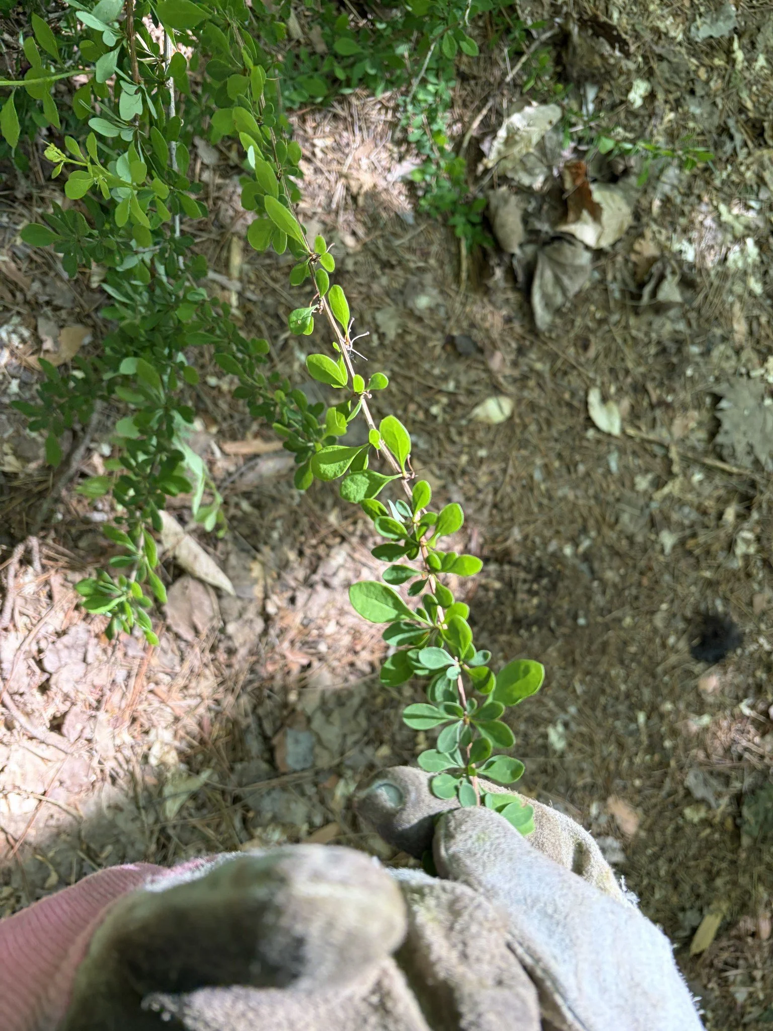 Last week, we partnered with 6th, 7th, and 8th grade students at the Exchange Club Forest in Tuscola County for our annual Japanese barberry pull. We've been working with these students on this project for several years, and it's exciting to see the 