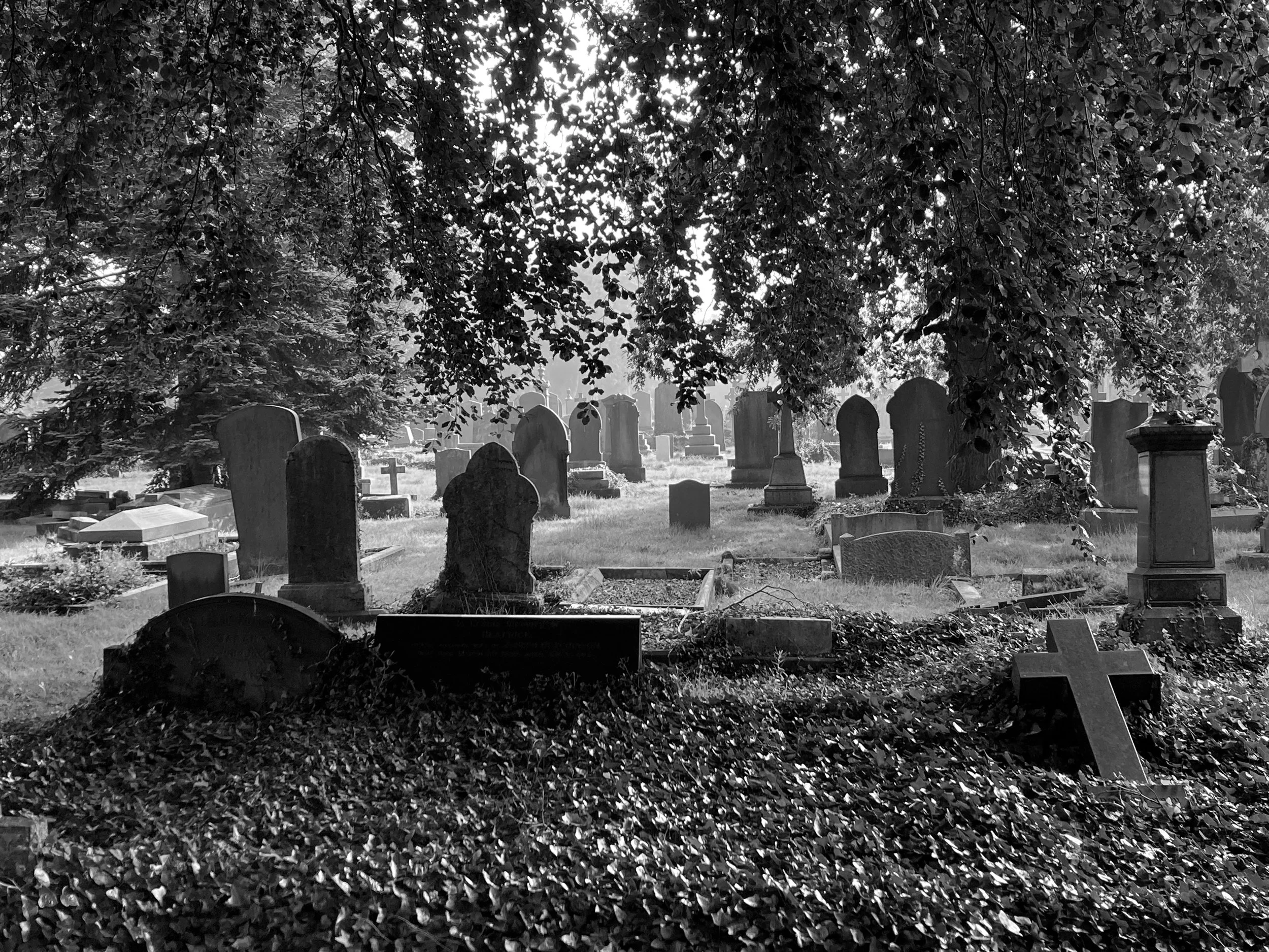 A black and white photograph of a graveyard with tombstones under a large leafy tree, with sunlight filtering through the leaves.