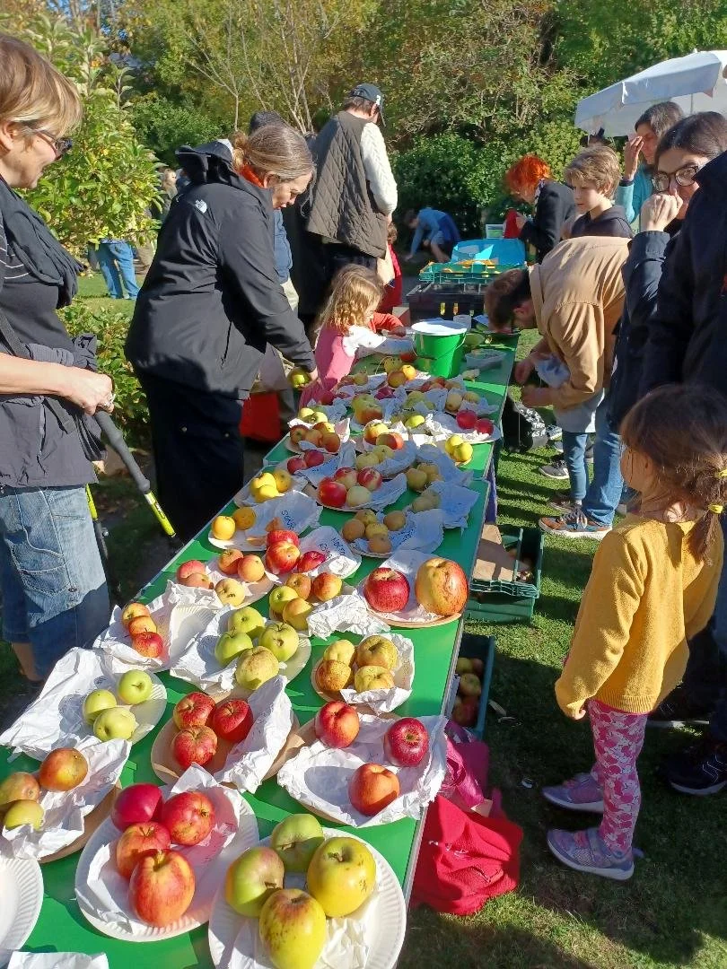 People gathering at an outdoor apple tastings event with tables filled with apples of various types.