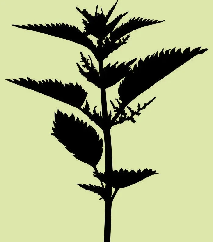 Nettle Workshop & Retreat