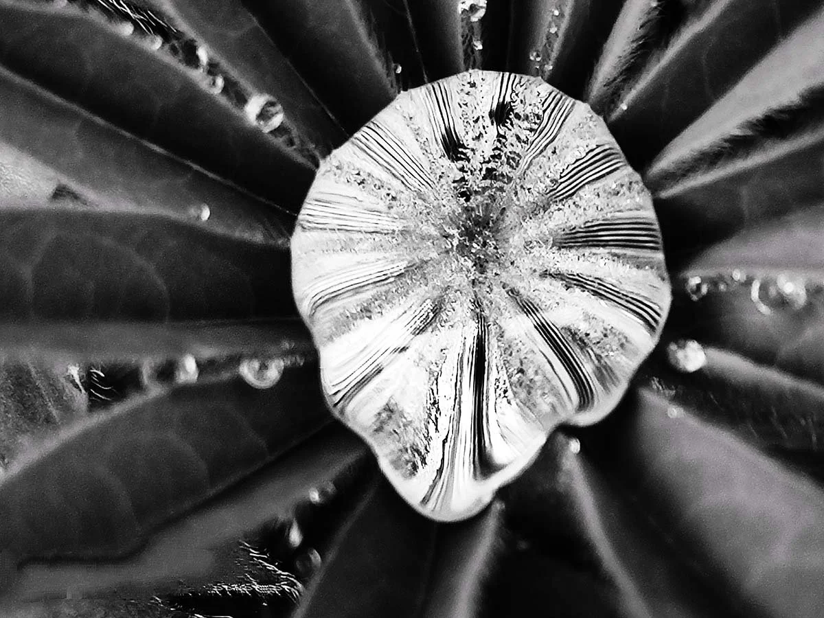 Une coupe de pierre précieuse ou de mineral avec des lignes concentriques, posée au centre de feuilles d'une plante, en noir et blanc.