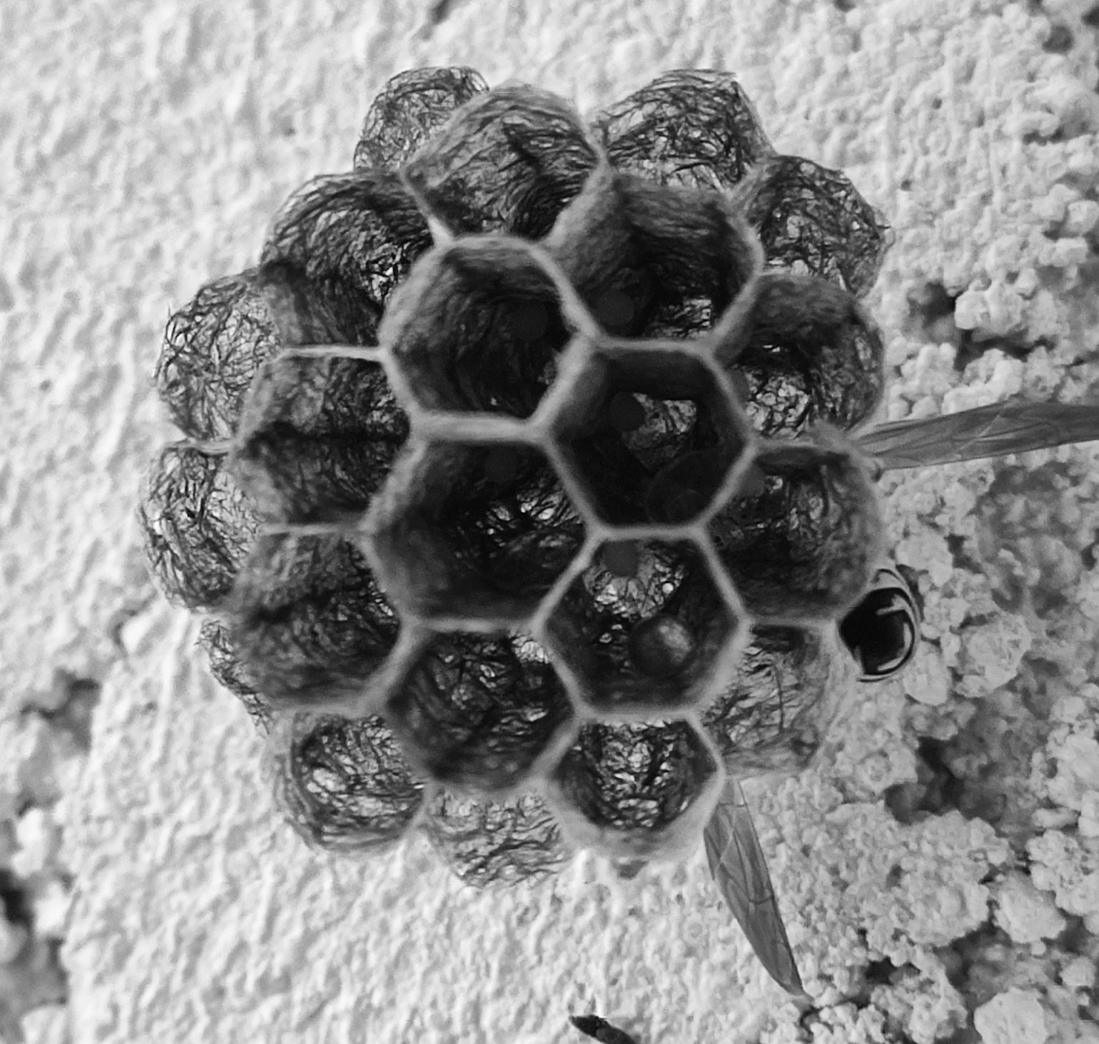 Une ruche d'abeilles vue de dessus avec quelques abeilles autour.
