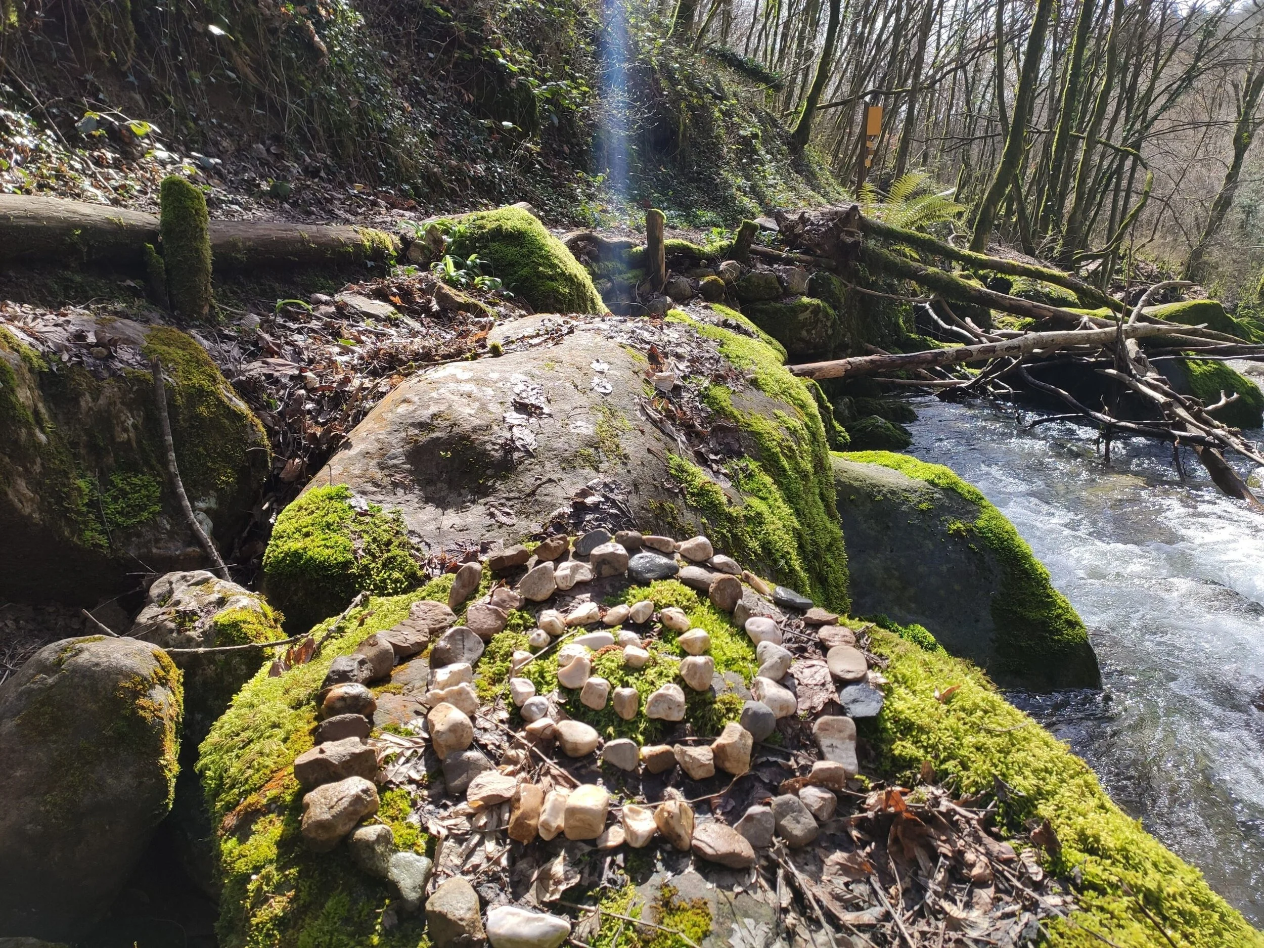 Une rivière traverse une forêt avec des rochers recouverts de mousse, des branches tombées et un sol couvert de feuilles mortes, sous un ciel ensoleillé.