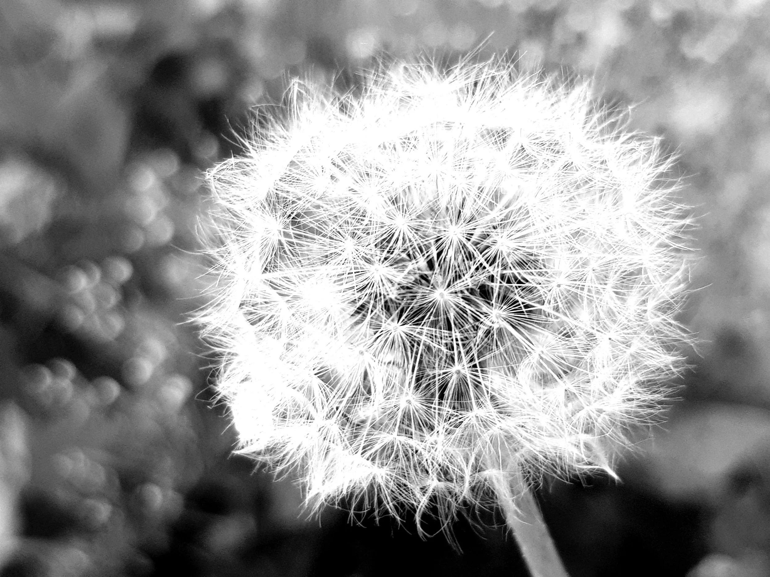 Photo en noir et blanc d'un dandelion en gros plan avec de nombreux graines prêtes à être dispersées.