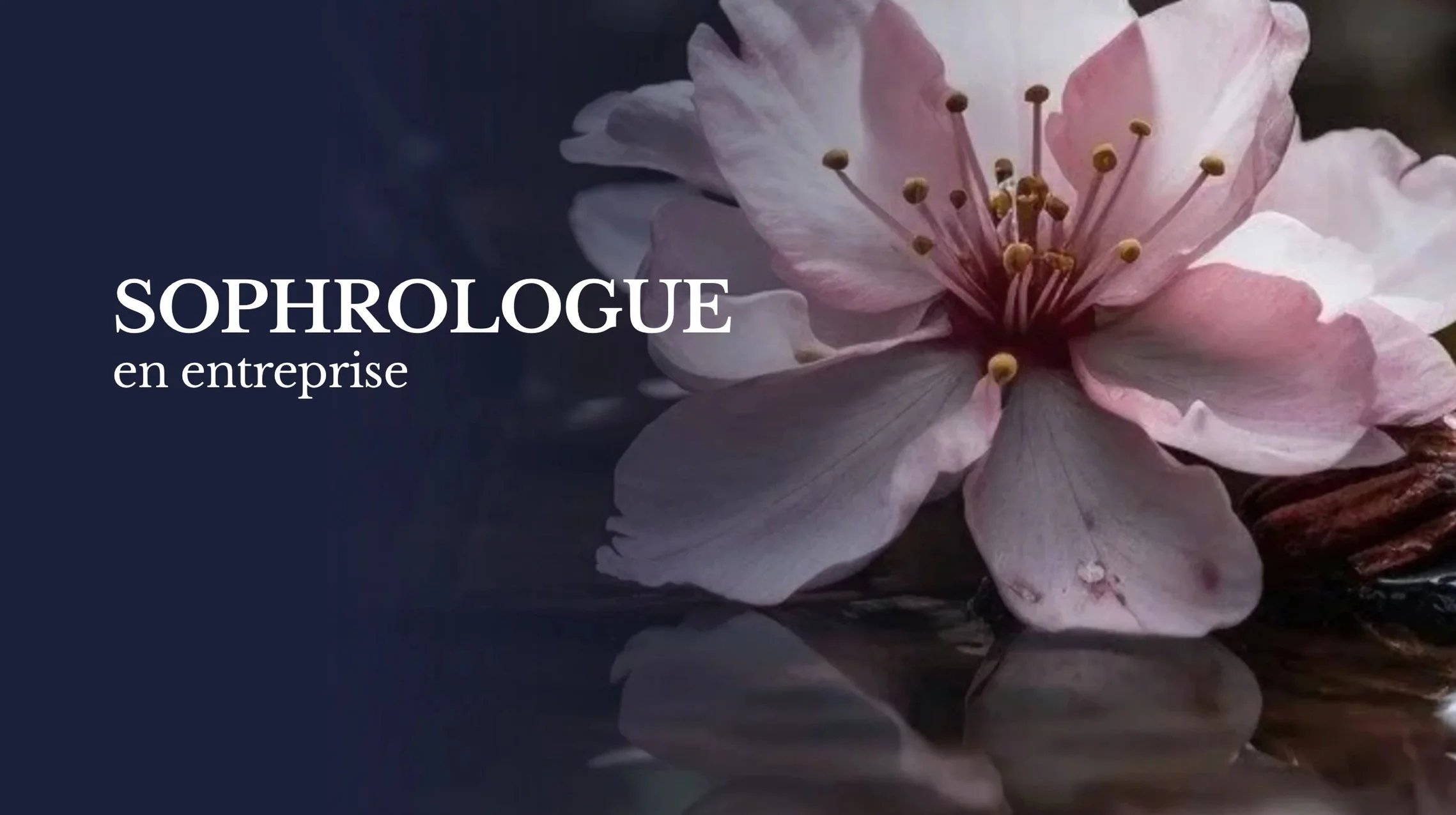 Une fleur rose pâle avec des étamines jaunes et une tige sombre repose sur une surface réfléchissante, accompagnée du texte 'SOPHROLOGUE en entreprise' sur un fond sombre à gauche.