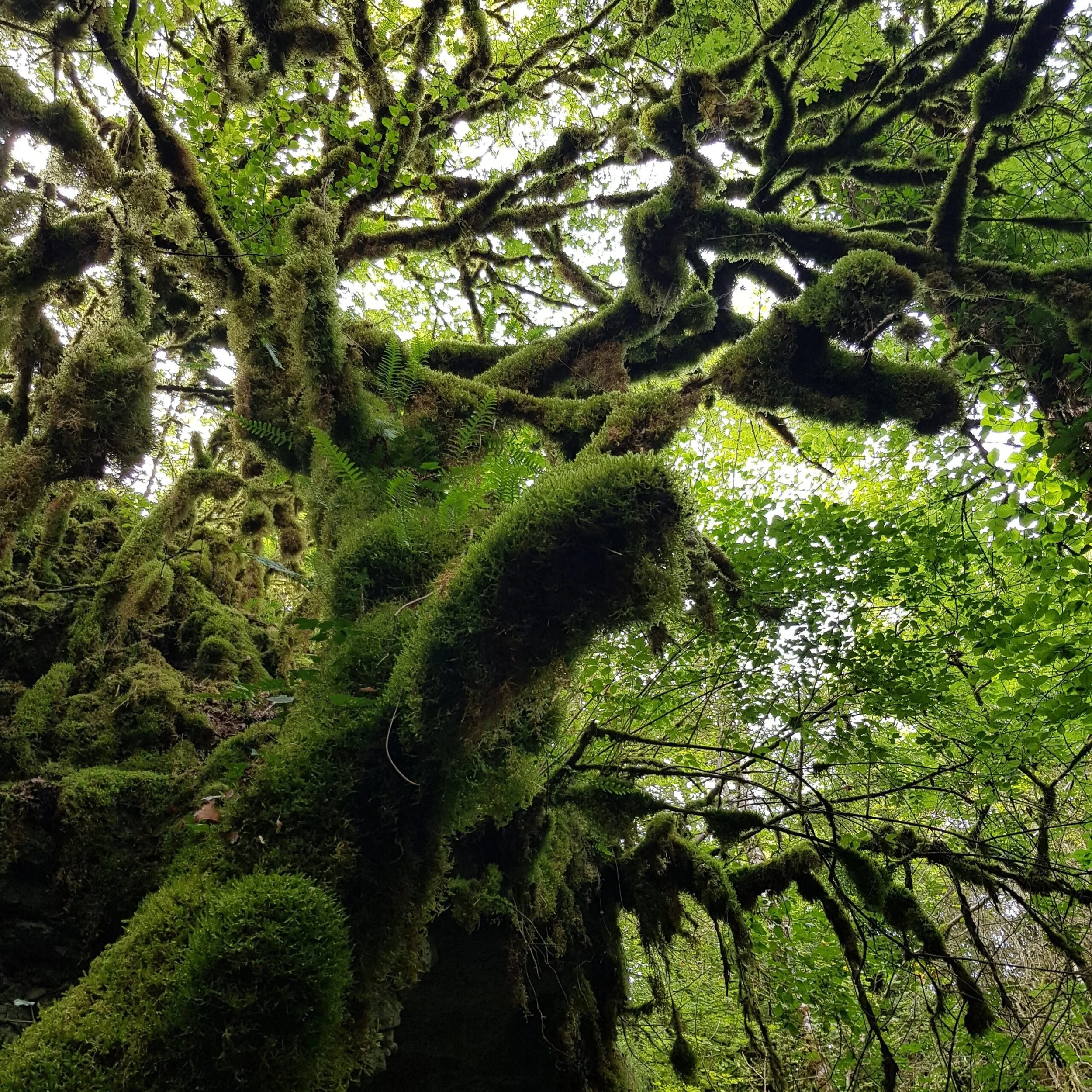 Un arbre recouvert de mousse verte dans une forêt dense.