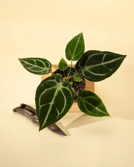 4" Anthurium 'forgetii Hybrid'