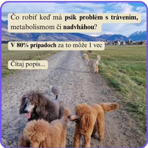 Dolphin Wave Media - ukážka grafickej práce