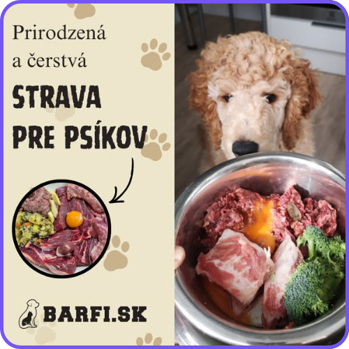 Dolphin Wave Media - ukážka grafickej práce