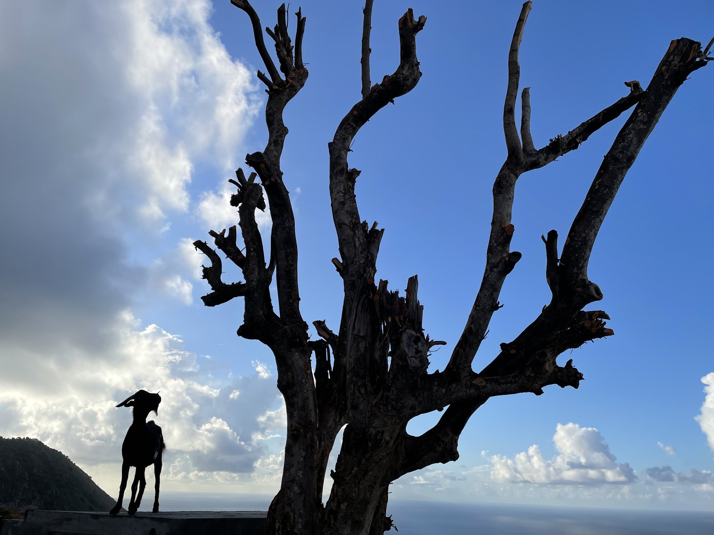 Moo Baah—the goat with the view