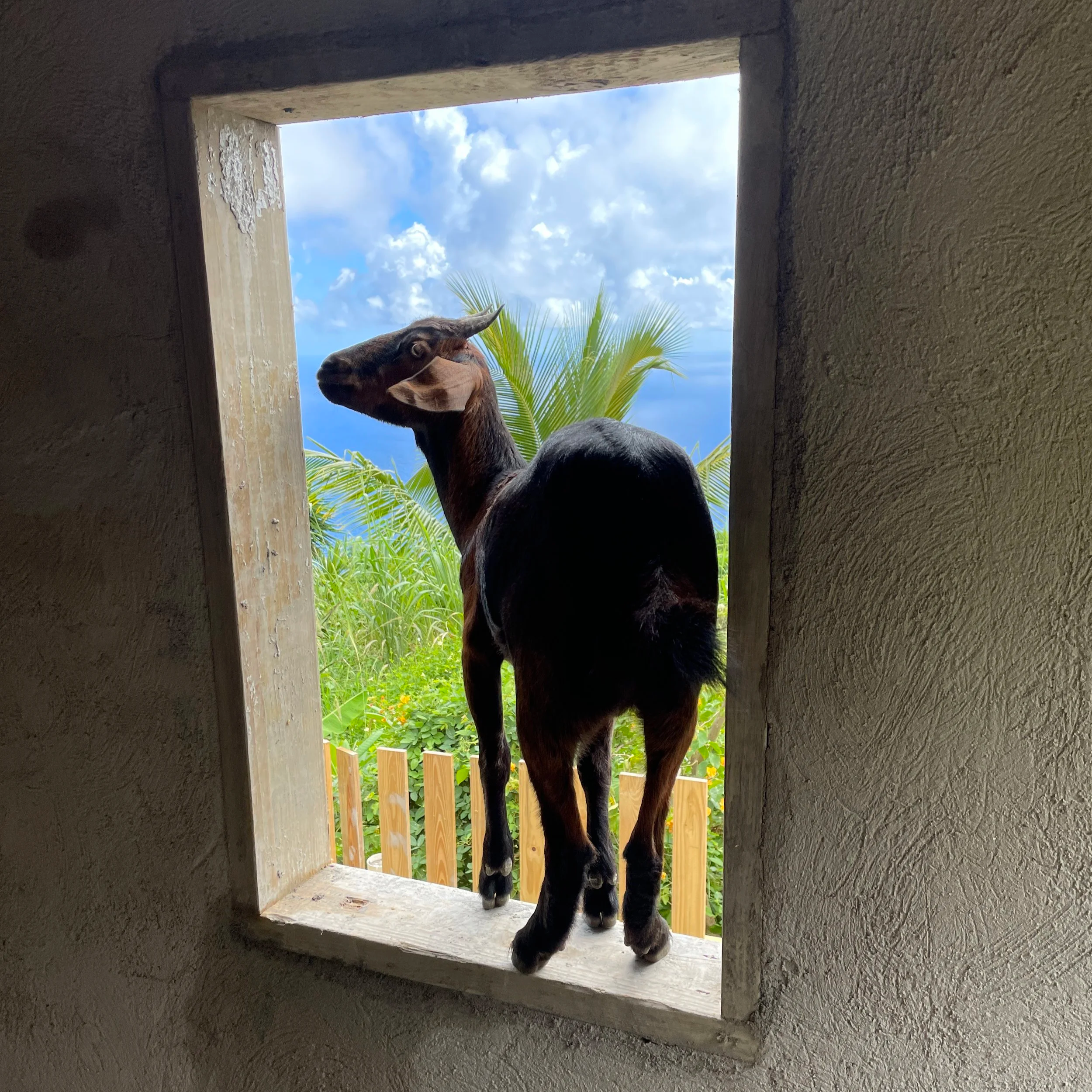 Zoey in the construction of Goat World