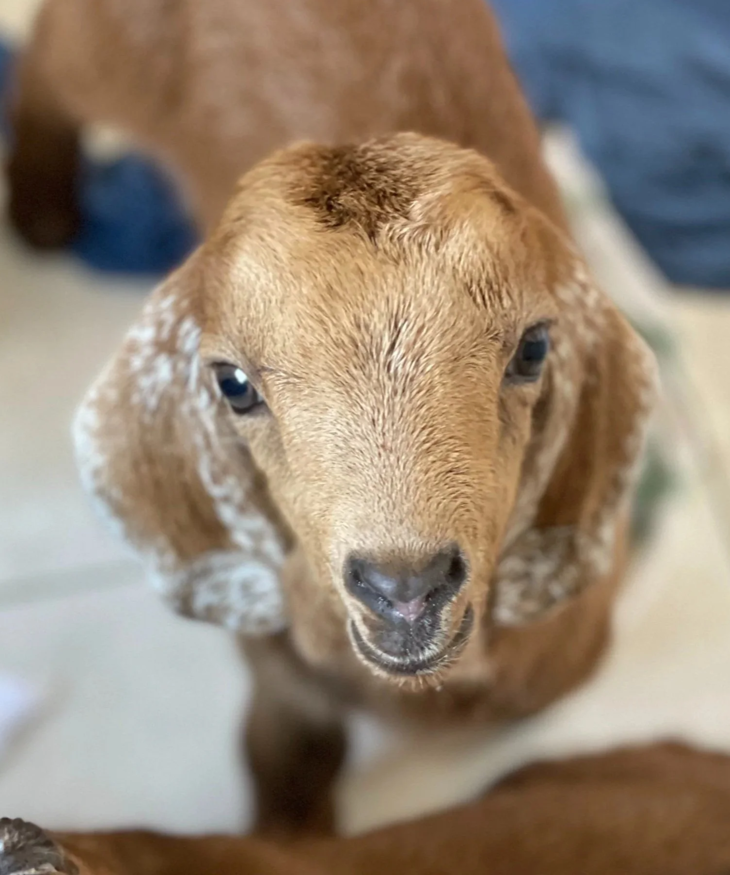 Close-up of a brown and white Dalmatian puppy with spots on its ears, facing the camera with a curious expression.
