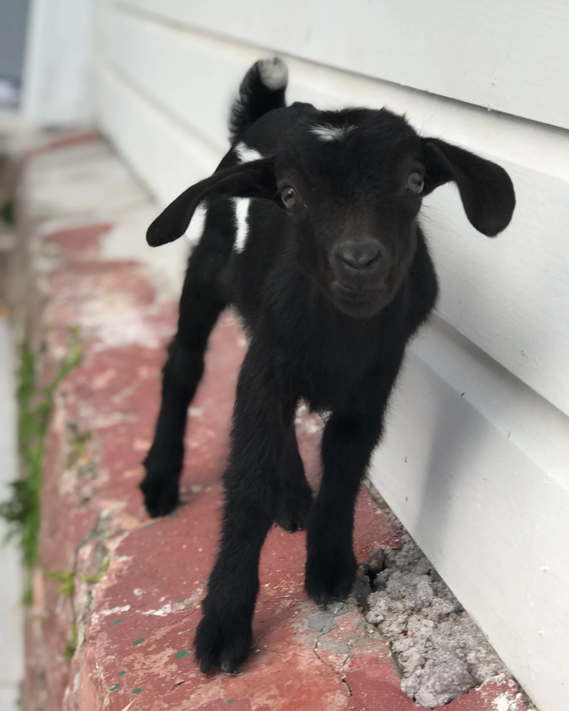A black baby goat with white markings on a pink brick sidewalk, standing next to a white wall.