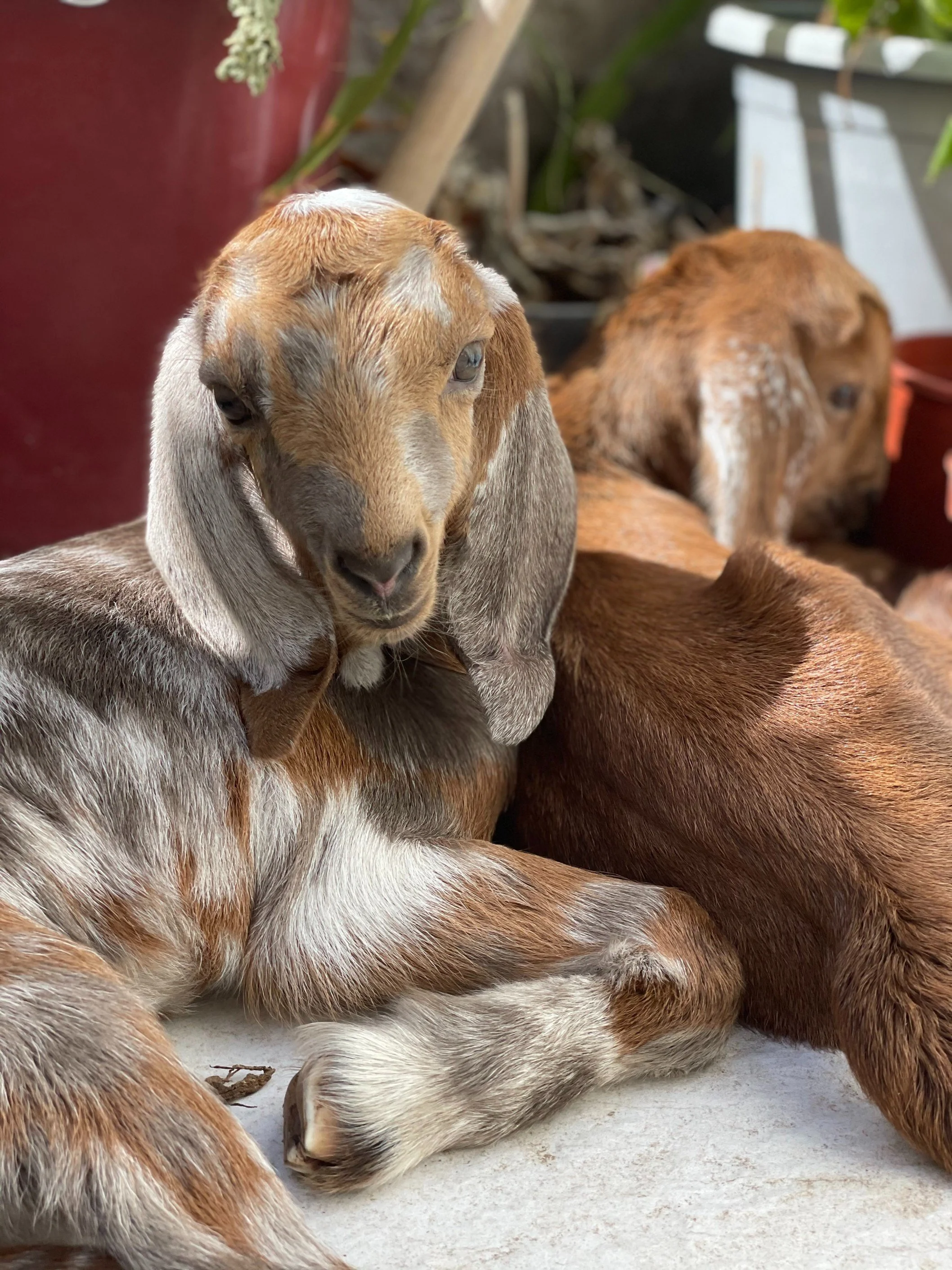 A group of young brown and gray goats resting outdoors on a concrete surface, with one goat looking directly at the camera.