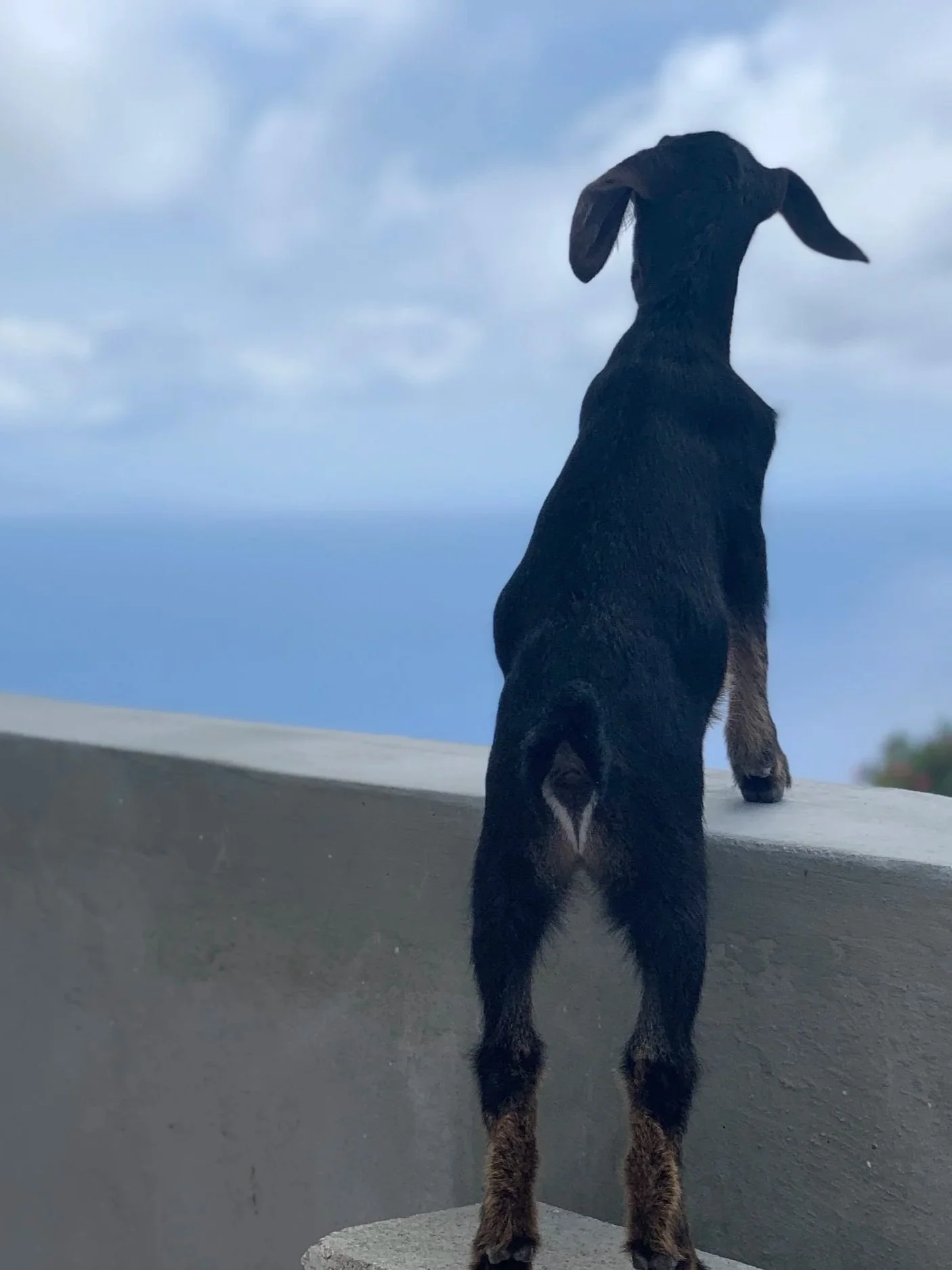 Lucky B and his options