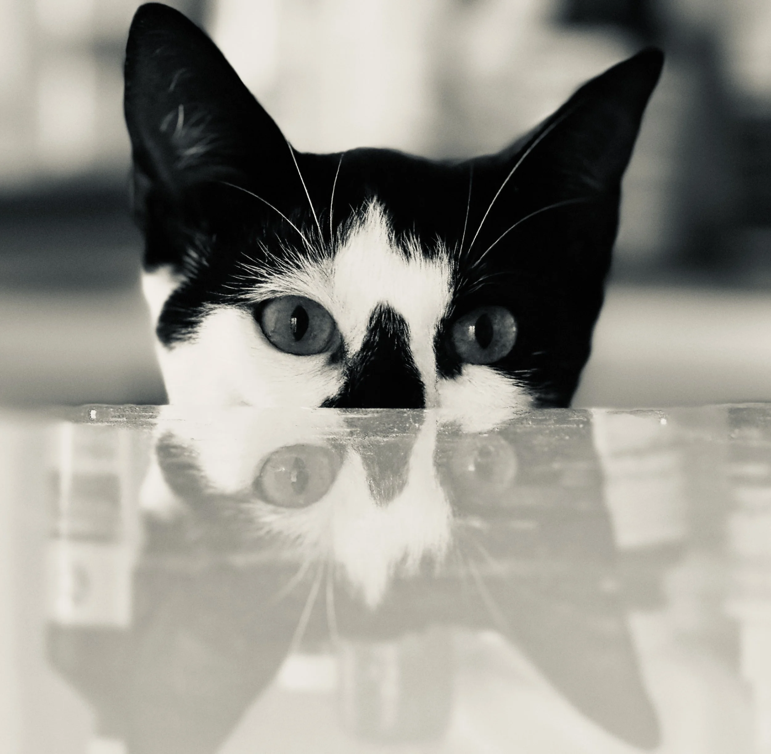 Nosey the cat