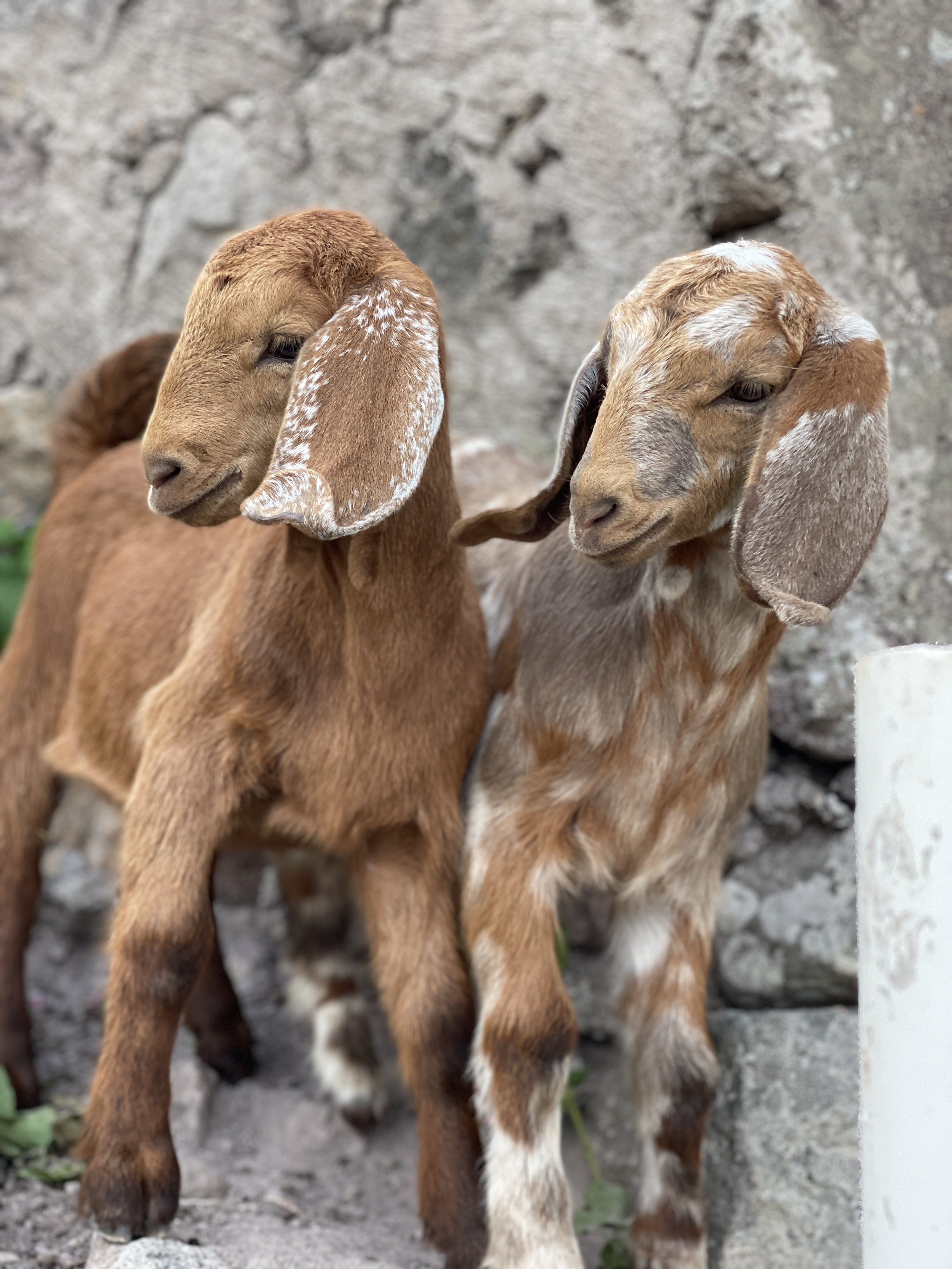 MoBear and Gracey Girl