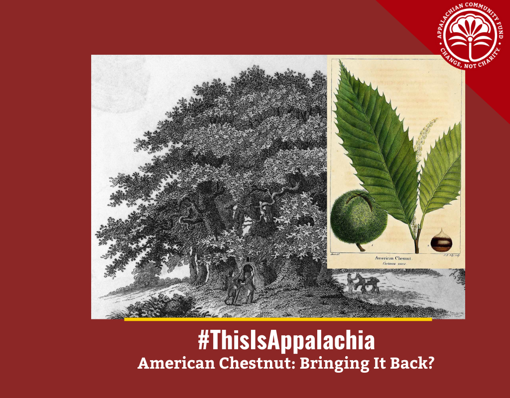 #ThisIsAppalachia: American Chestnut