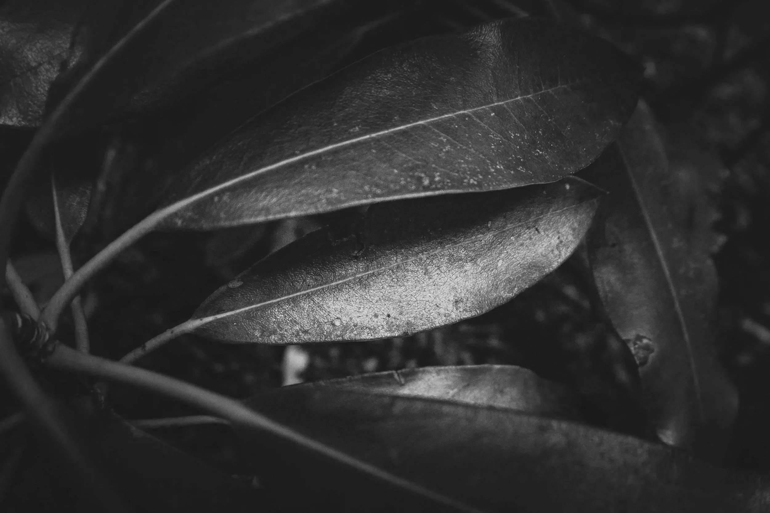 Close-up black-and-white photograph of several overlapping leaves with visible veins and textured surfaces.