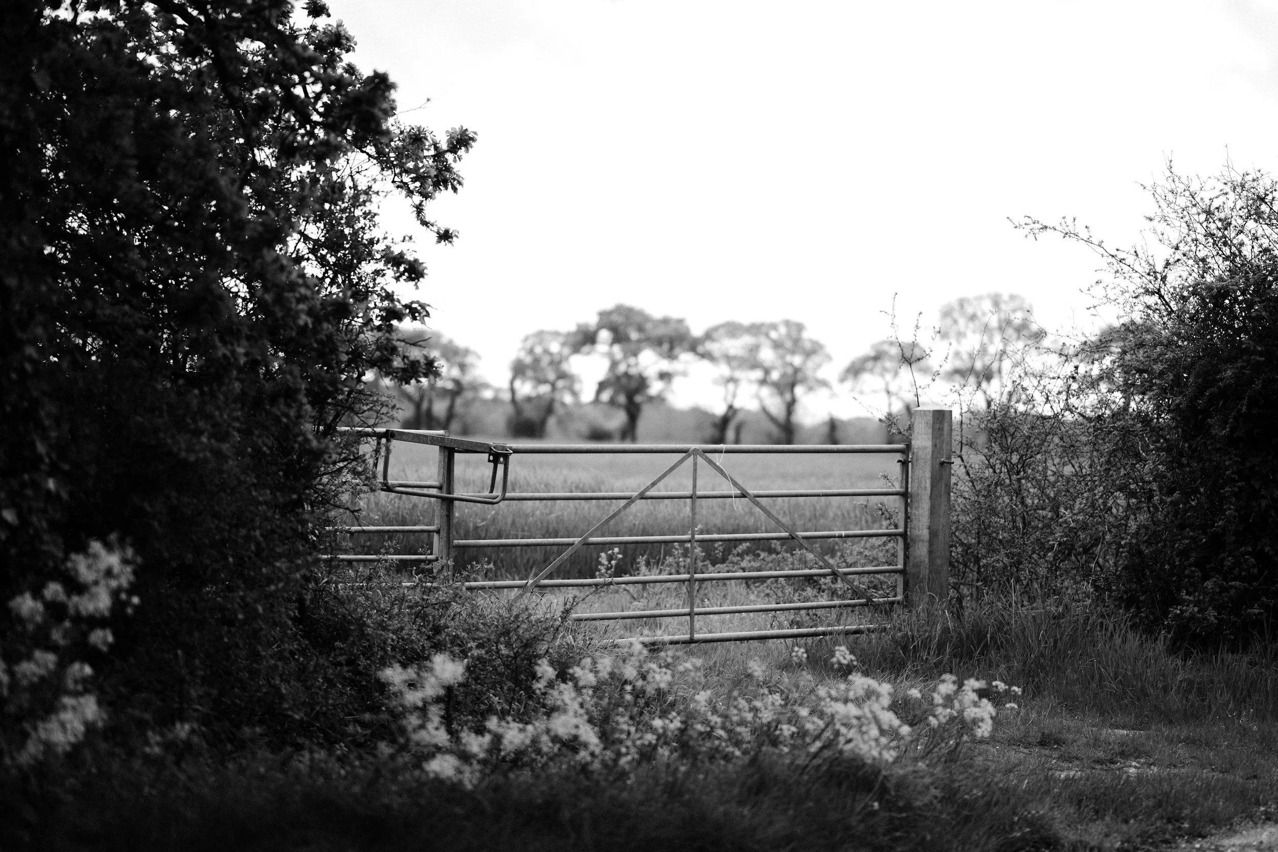 Closed metal gate with a field and trees behind it