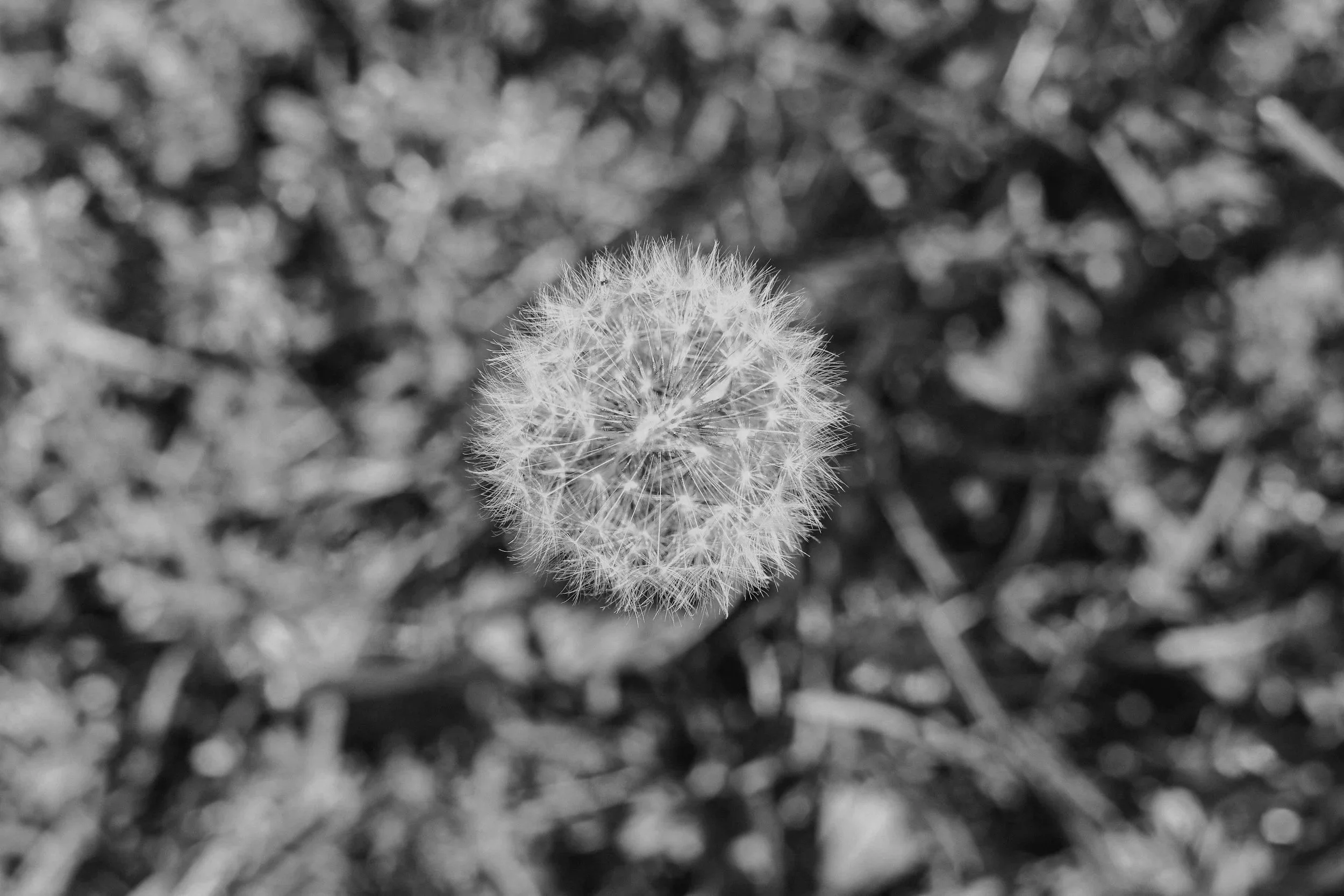 Close-up black and white photo of a dandelion seed head on a textured ground background.