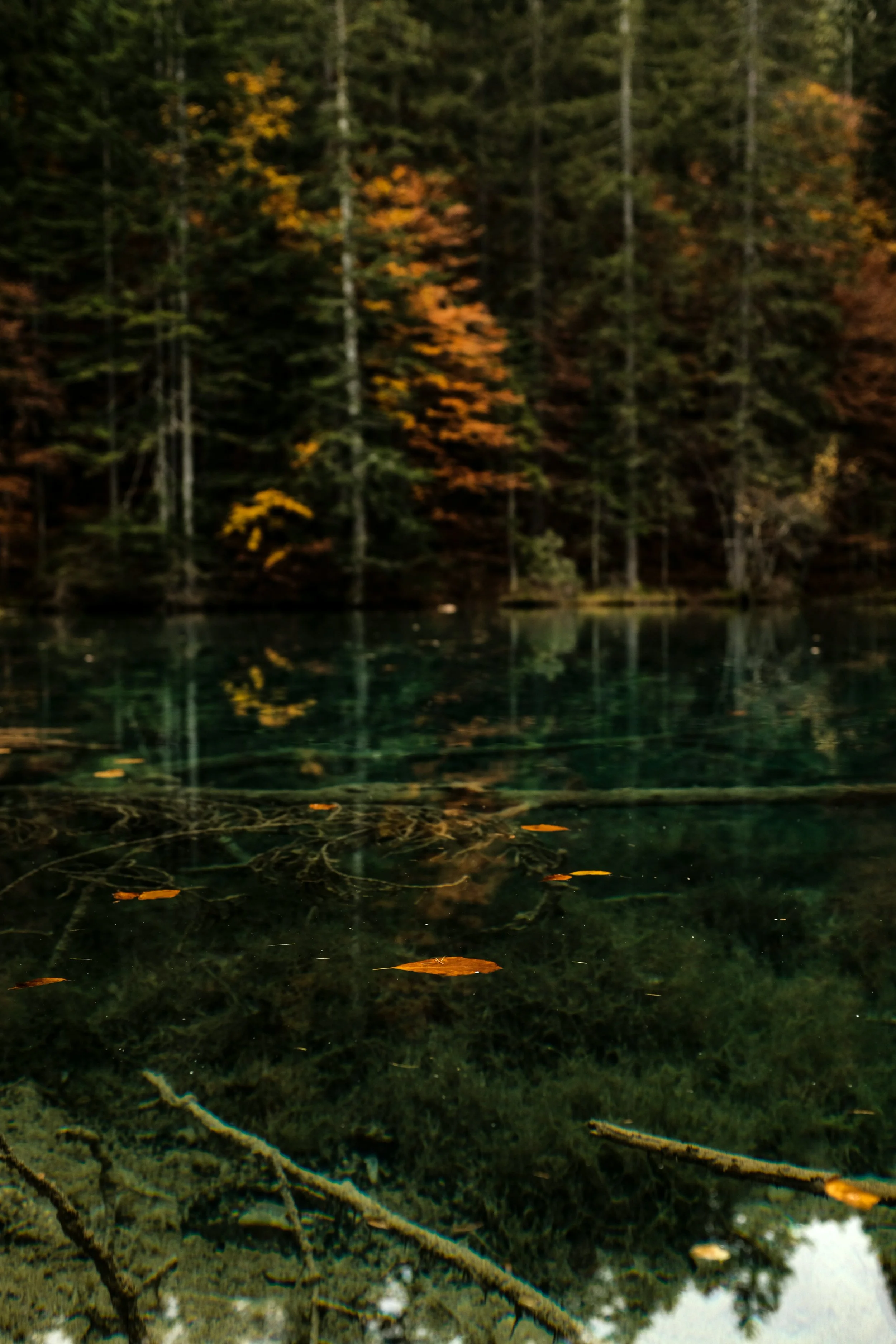 A clear lake with floating autumn leaves and submerged twigs, surrounded by a forest with trees showing fall foliage.