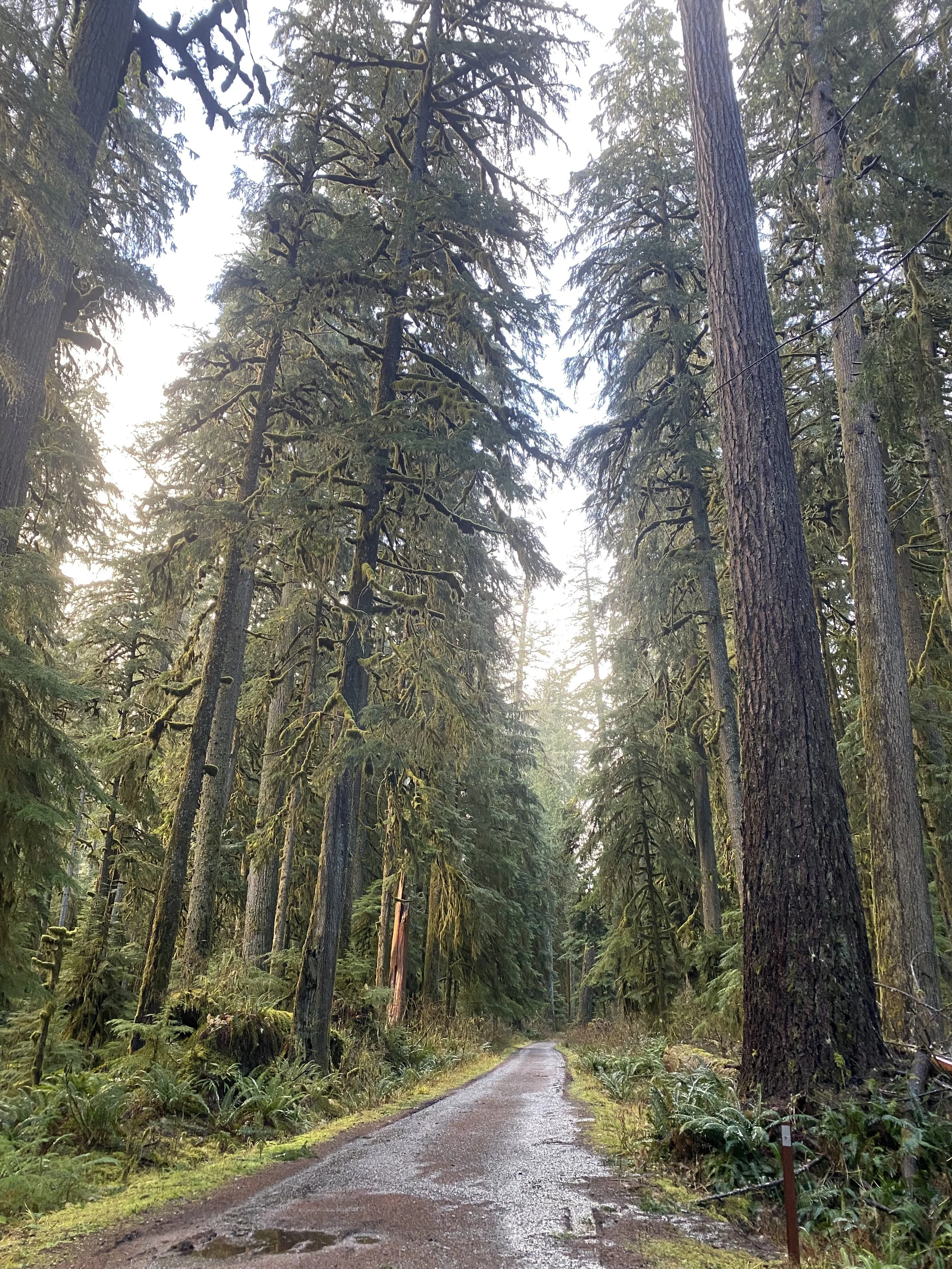 Dr. Mueller is a clinical psychologist who provides online therapy in WA and 40+ states.