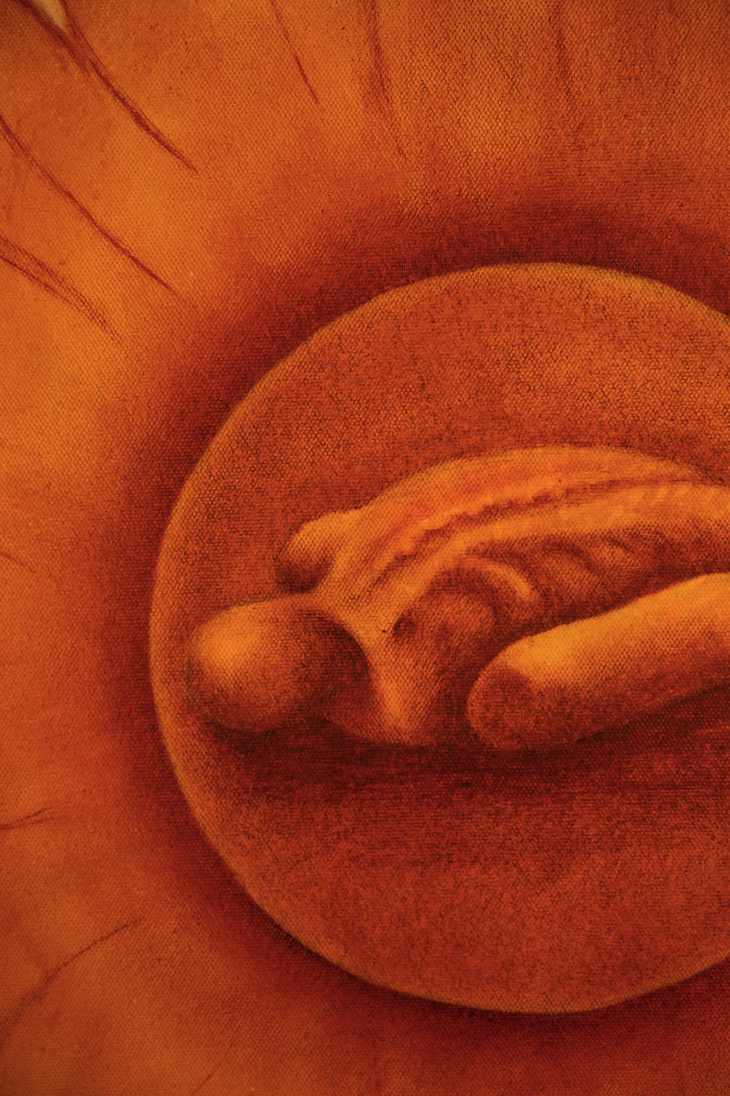 Close-up of a curled, orange-brown seed or nut with textured surface.