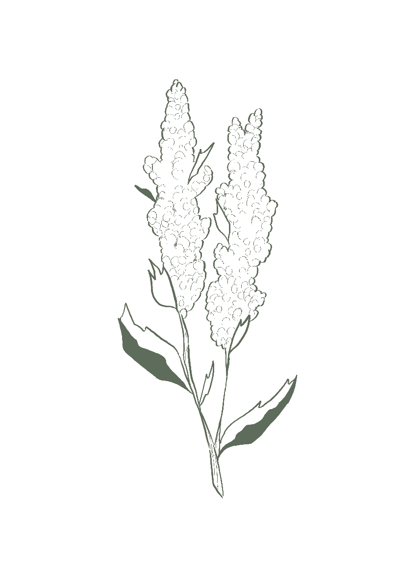 Line drawing of a plant with two tall flower spikes and elongated leaves.