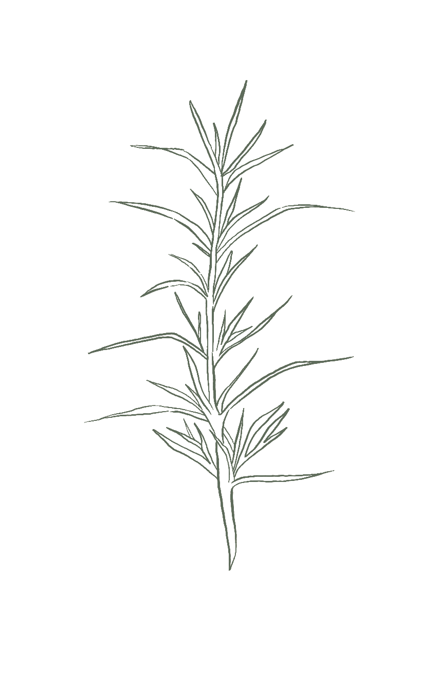 Black background with a simple line drawing of a sprig of rosemary plant.