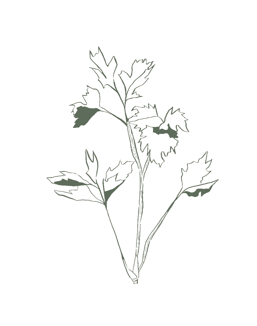 Outline drawing of a plant with several leaves on a black background.