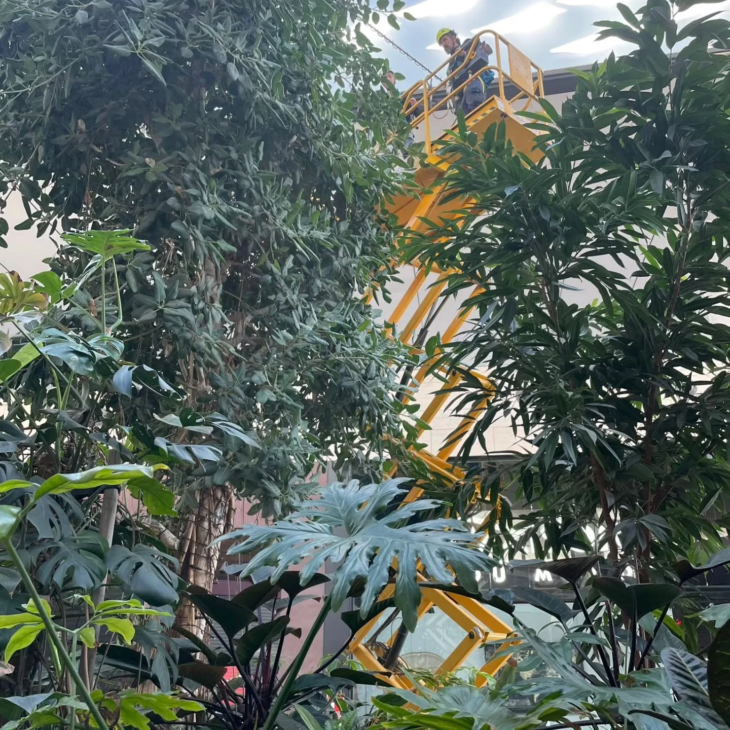 #lorezaintza #jardiner&iacute;a #gardening