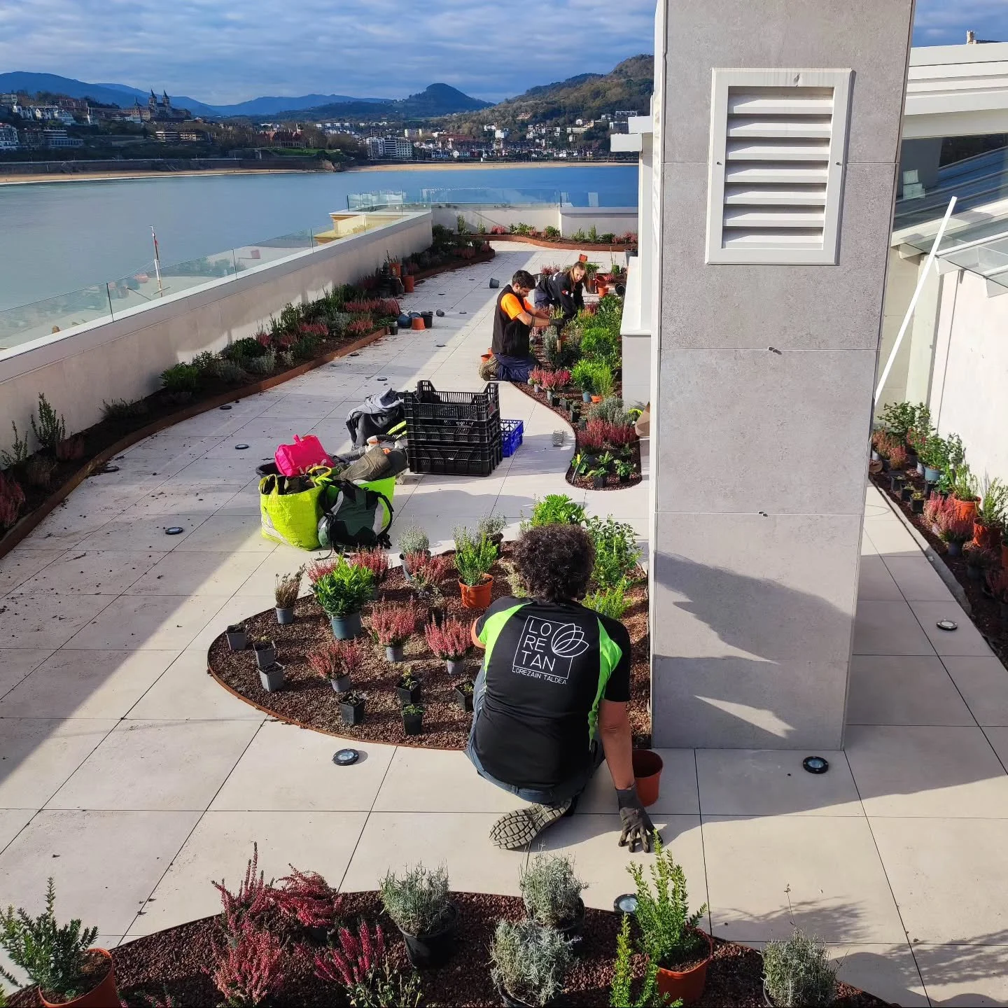 #loretan_taldea #lorezaintza #jardiner&iacute;a #gardening #estalkibegetalak #cubiertasvegetales #greenroof @zinco_espana
