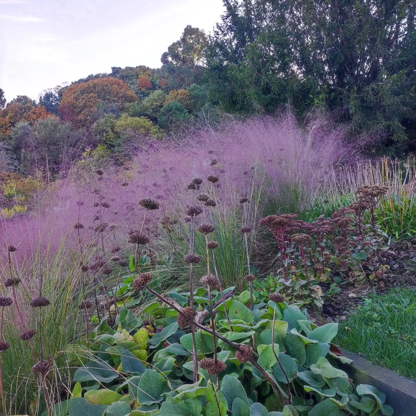 #loretantaldea #muhlenbergiacapillaris #lorezaintza #jardiner&iacute;a #gardening #perennialgarden #landscapedesign