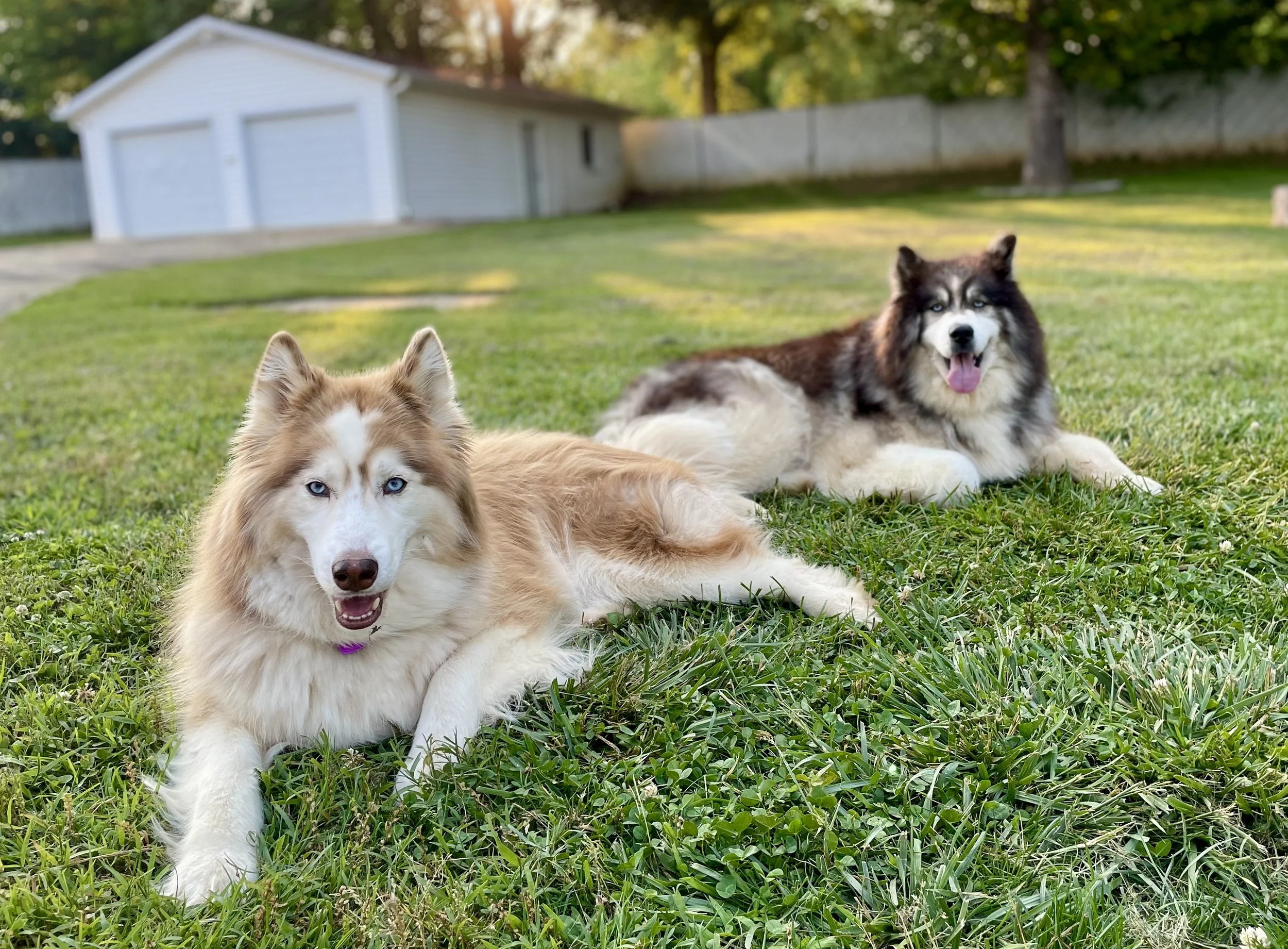 Two Siberian Huskies, one with light brown and white fur with blue eyes, and the other with black, white, and gray fur with blue eyes, lying on green grass in a backyard with a white shed and a fence in the background.