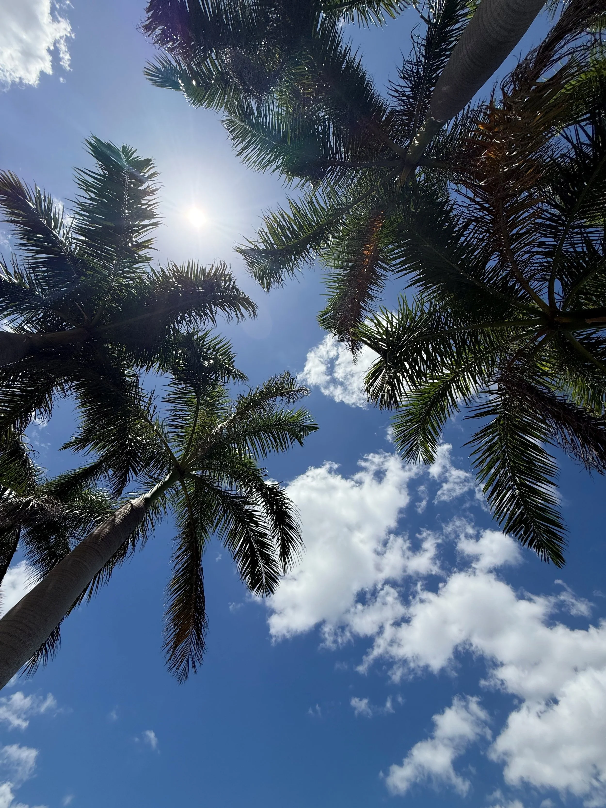 Palm Trees and Blue Skies