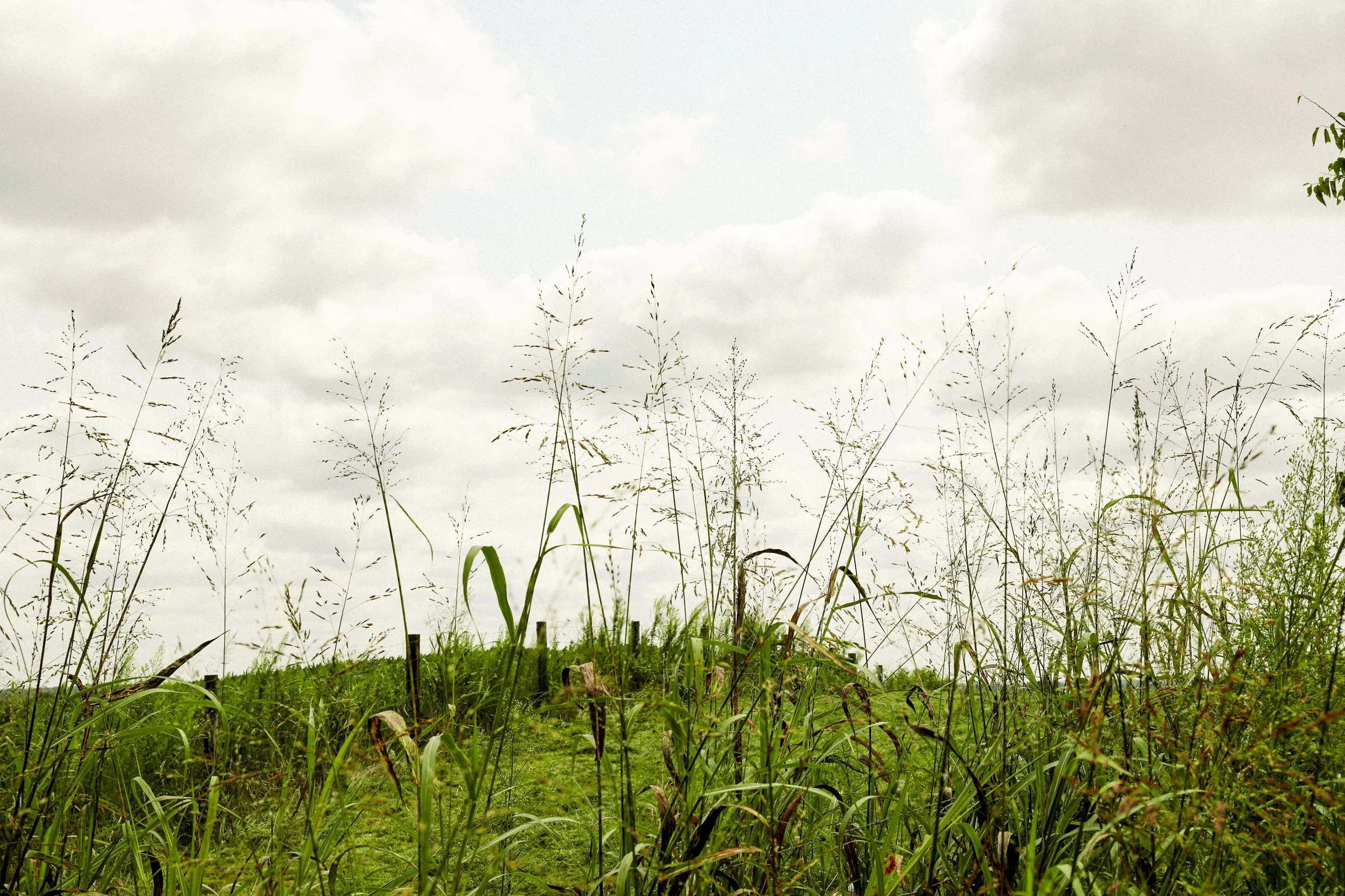 A grassy field with tall, thin grass and plants under a cloudy sky.