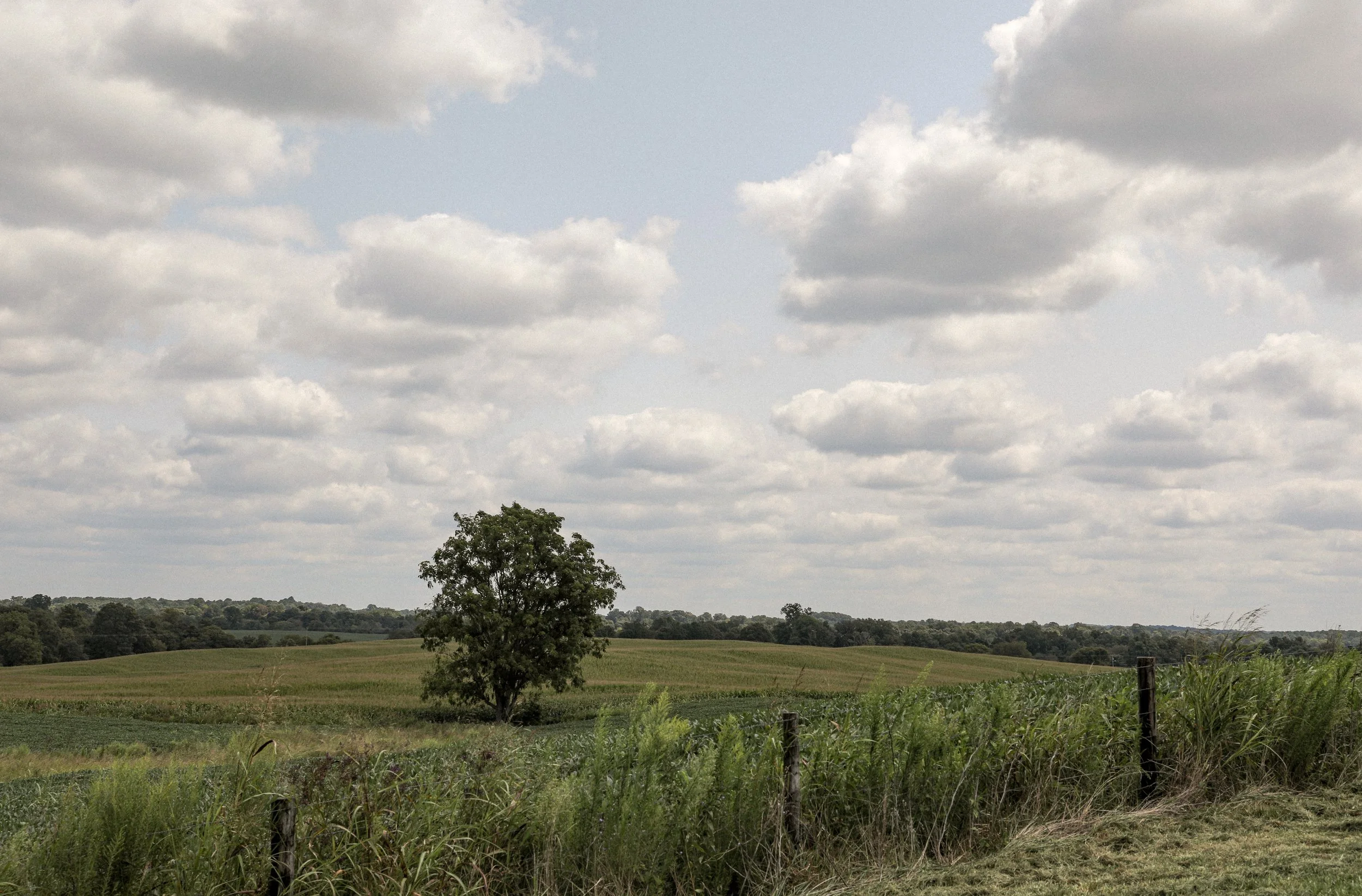 A rural landscape with a cloudy sky, a solitary tree in the middle distance, and green fields separated by a fence in the foreground.