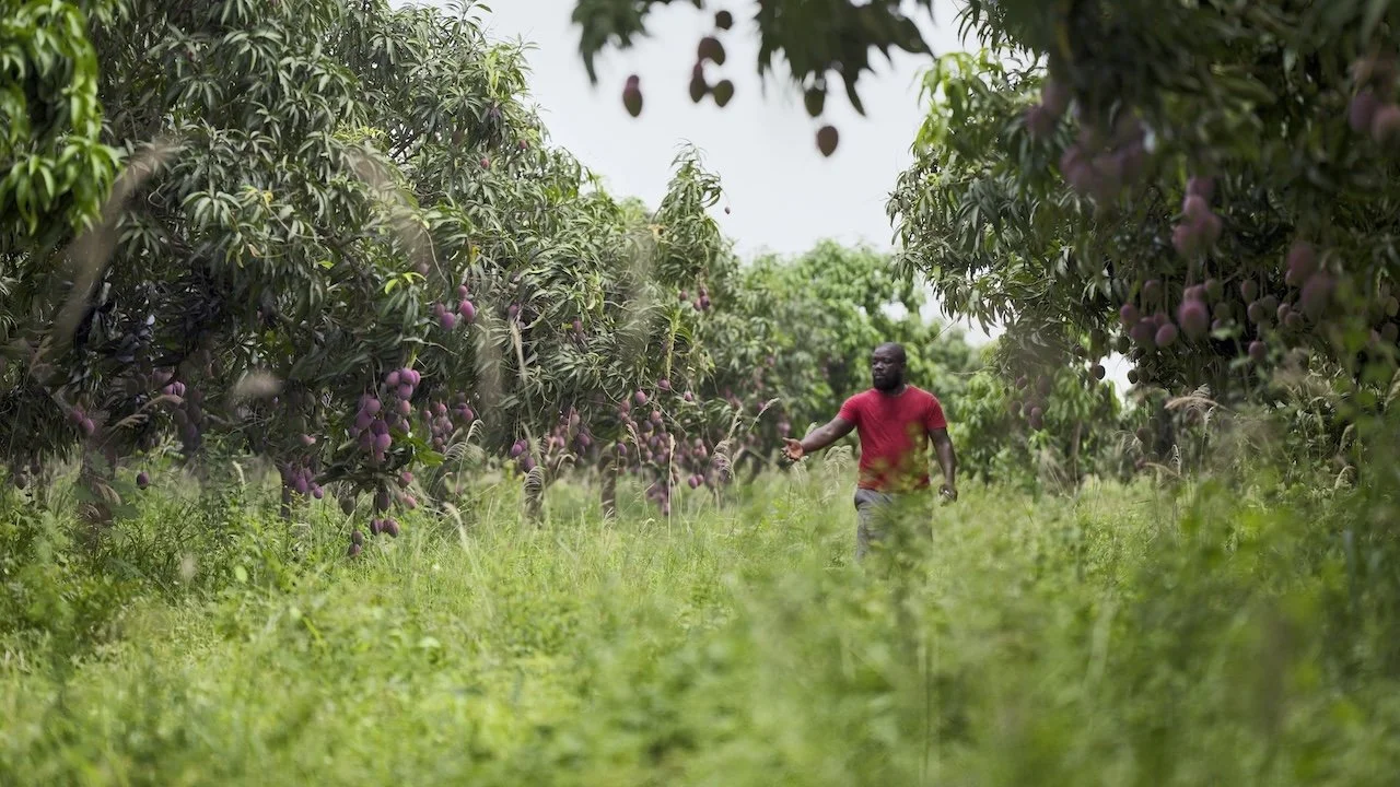 A man in a red shirt walking through a lush orchard with purple fruit hanging from the trees.