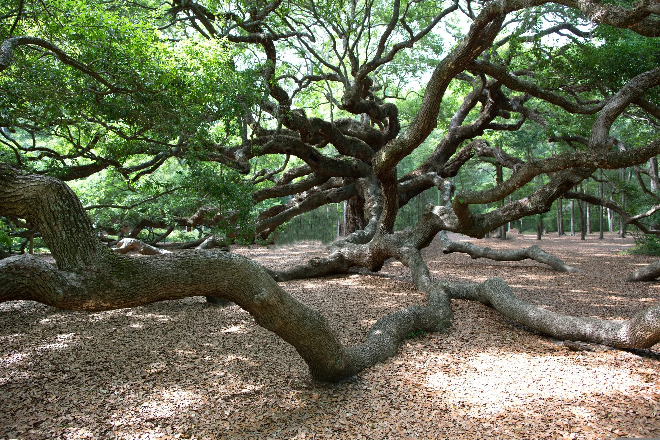 Large, sprawling tree with thick, twisted branches in a forest with dappled sunlight.