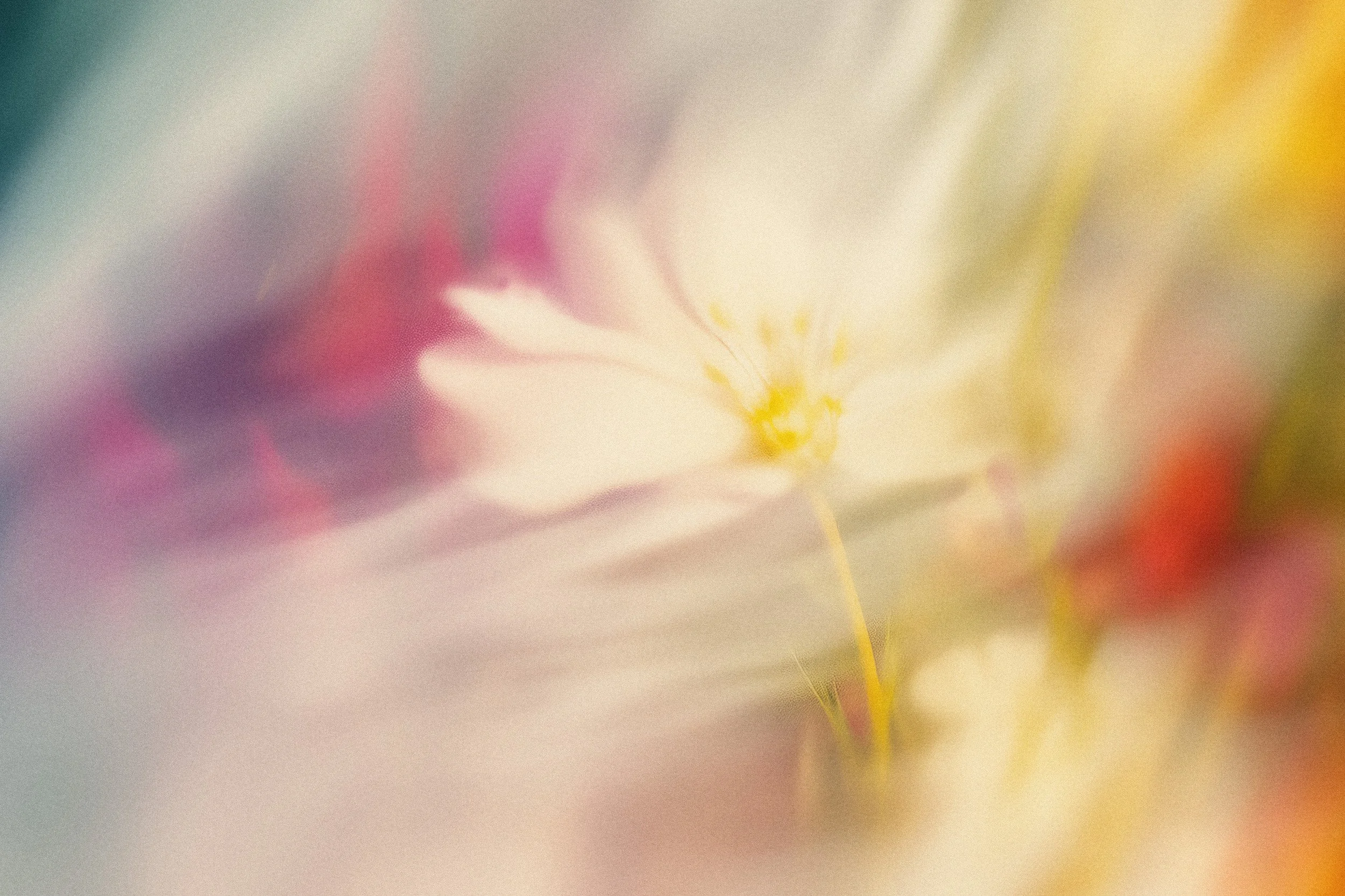 A soft-focus close-up of a white flower with pink and yellow accents, blending into a blurred background of pastel colors.