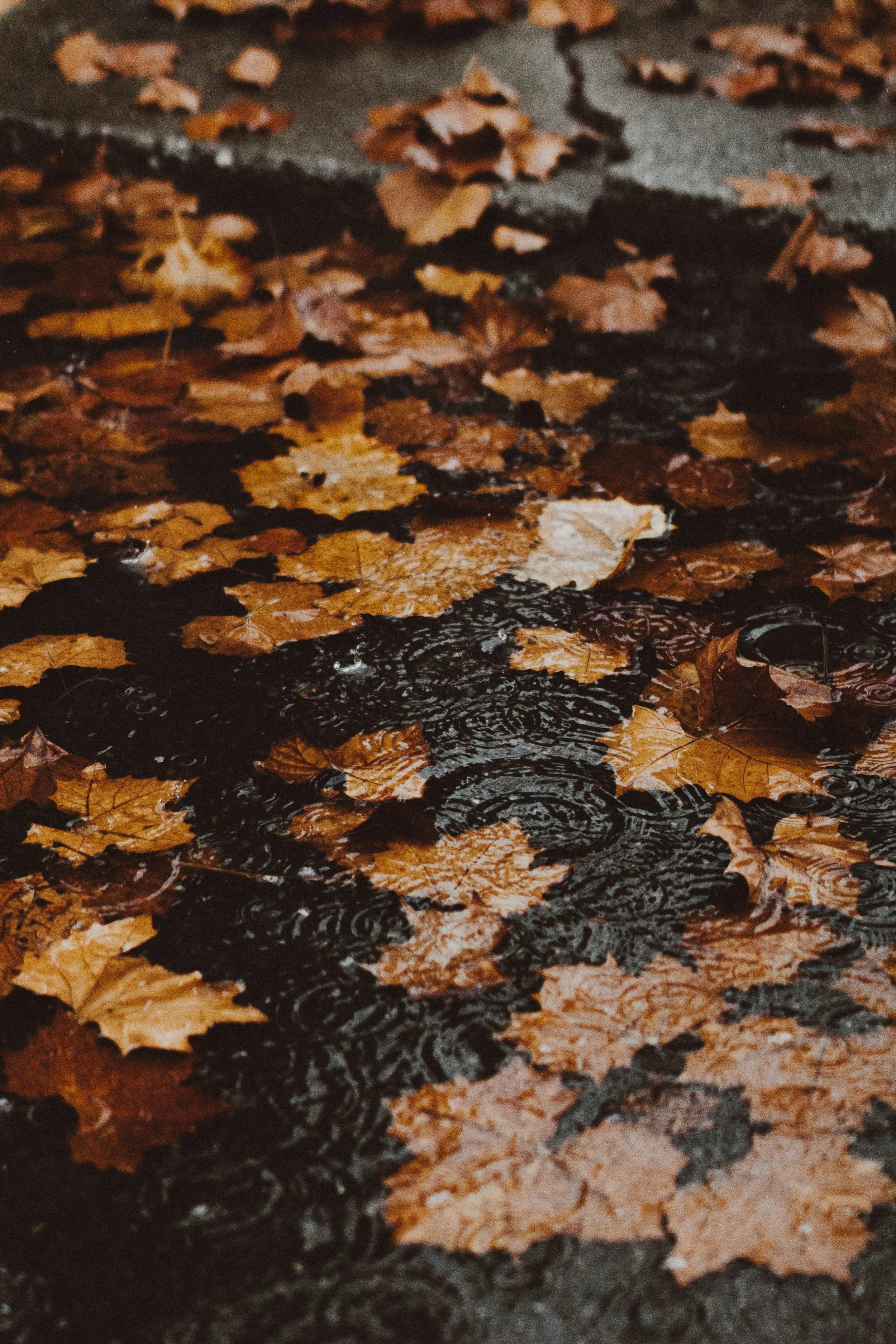 mitchell-mccleary-Sffn3x3u6mo-unsplash.jpg