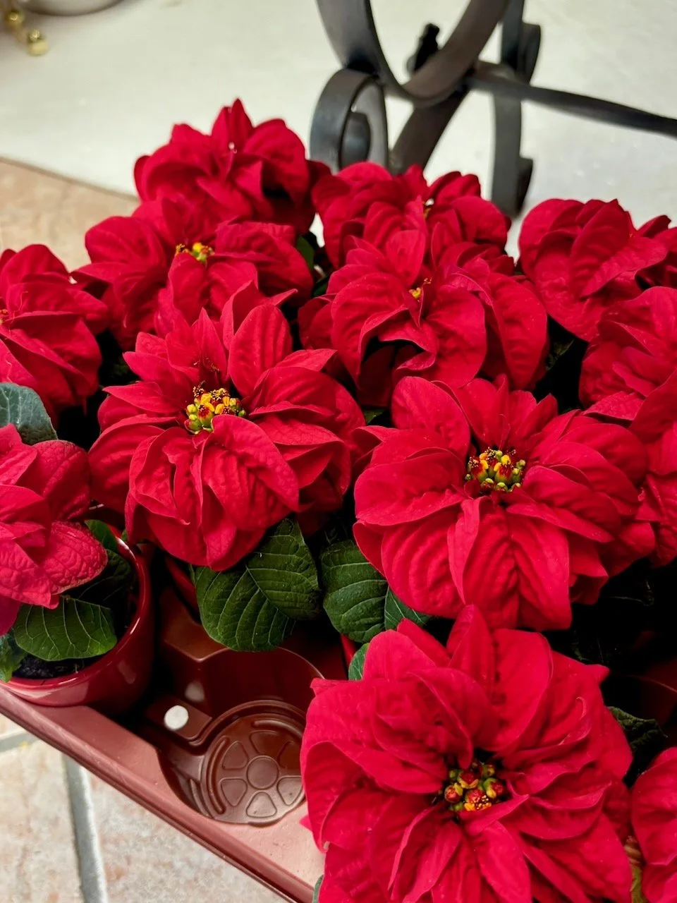 Cespuglio di stelle di Natale con fiori rossi e foglie verdi in vaso, in un ambiente interno.