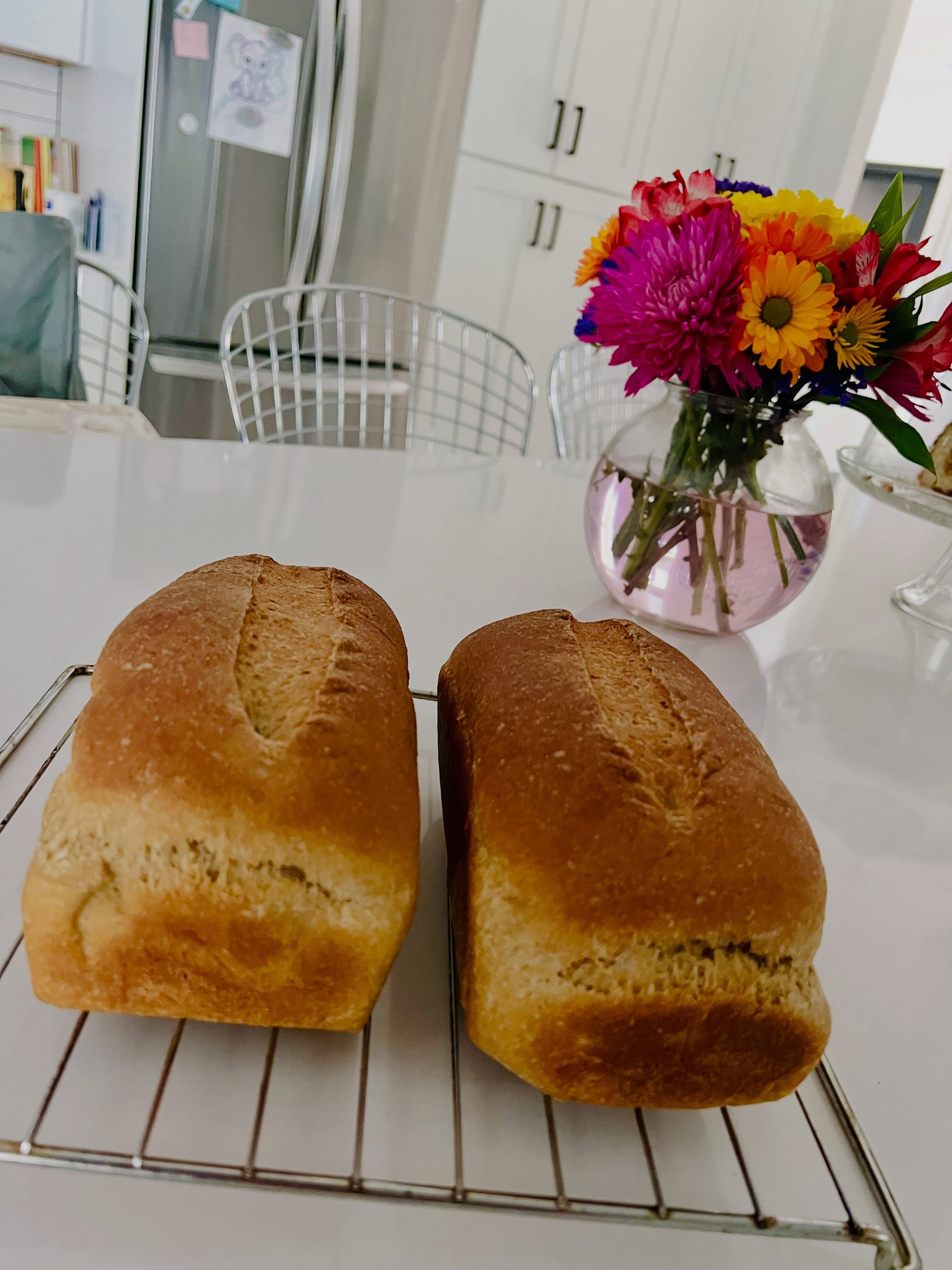 Fresh sourdough bread with milled hard white wheat.  Y&rsquo;all, these loaves are incredibly soft.  Like sandwich bread. 

This was made using the Japanese Tangzhong method which is basically cooking a small amount of the flour in liquid (milk) and 