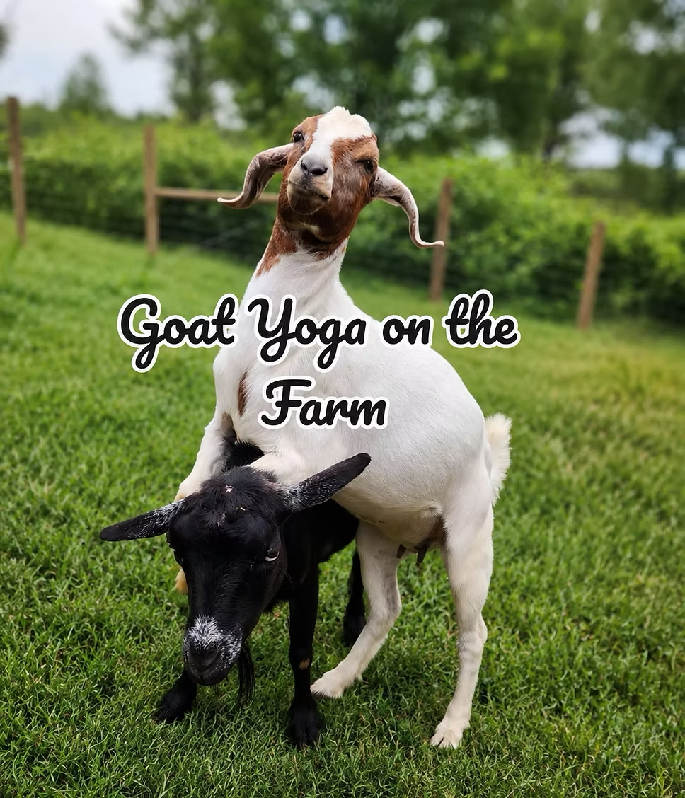 Goat Yoga at Hixson Farms